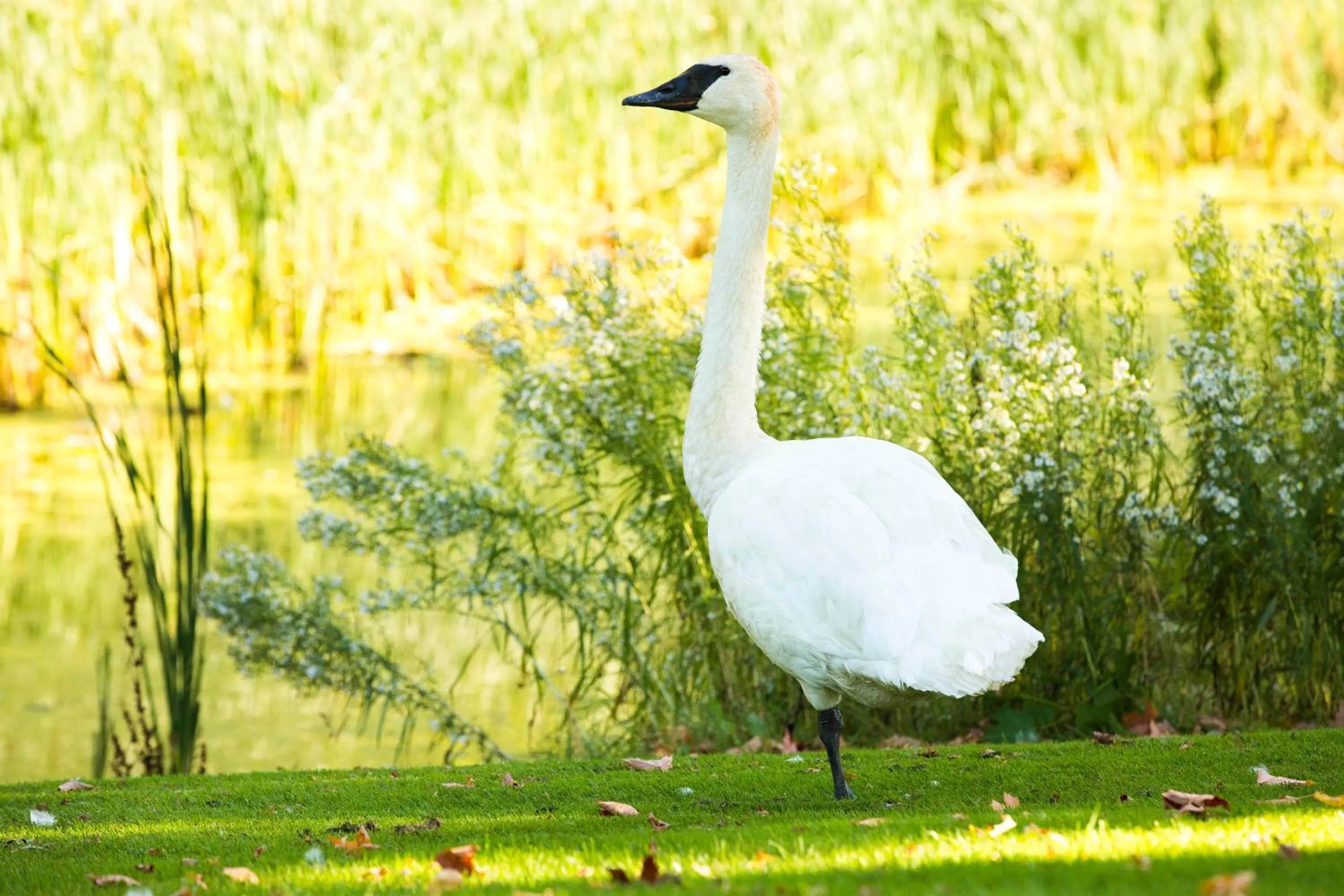 Golfcourse in Ruttger's Bay Lake Resort