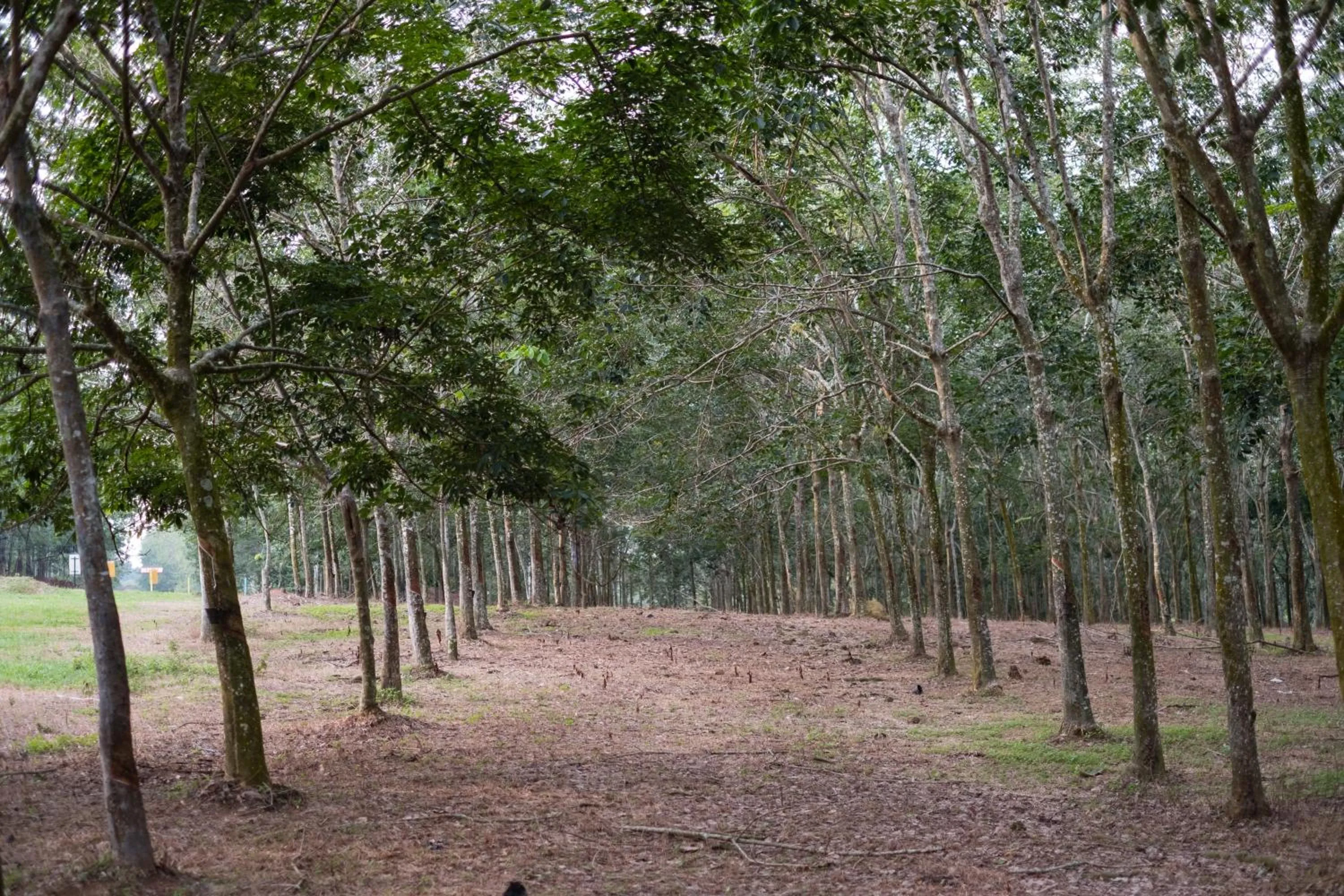 Property building in The Rubber Escape, Melaka