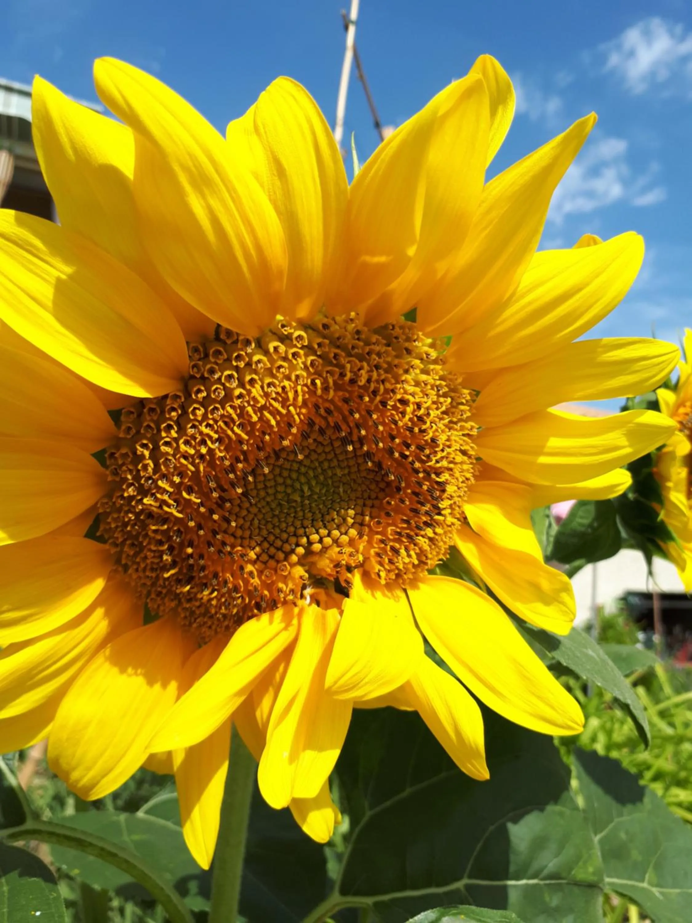 La maison de Lalouette