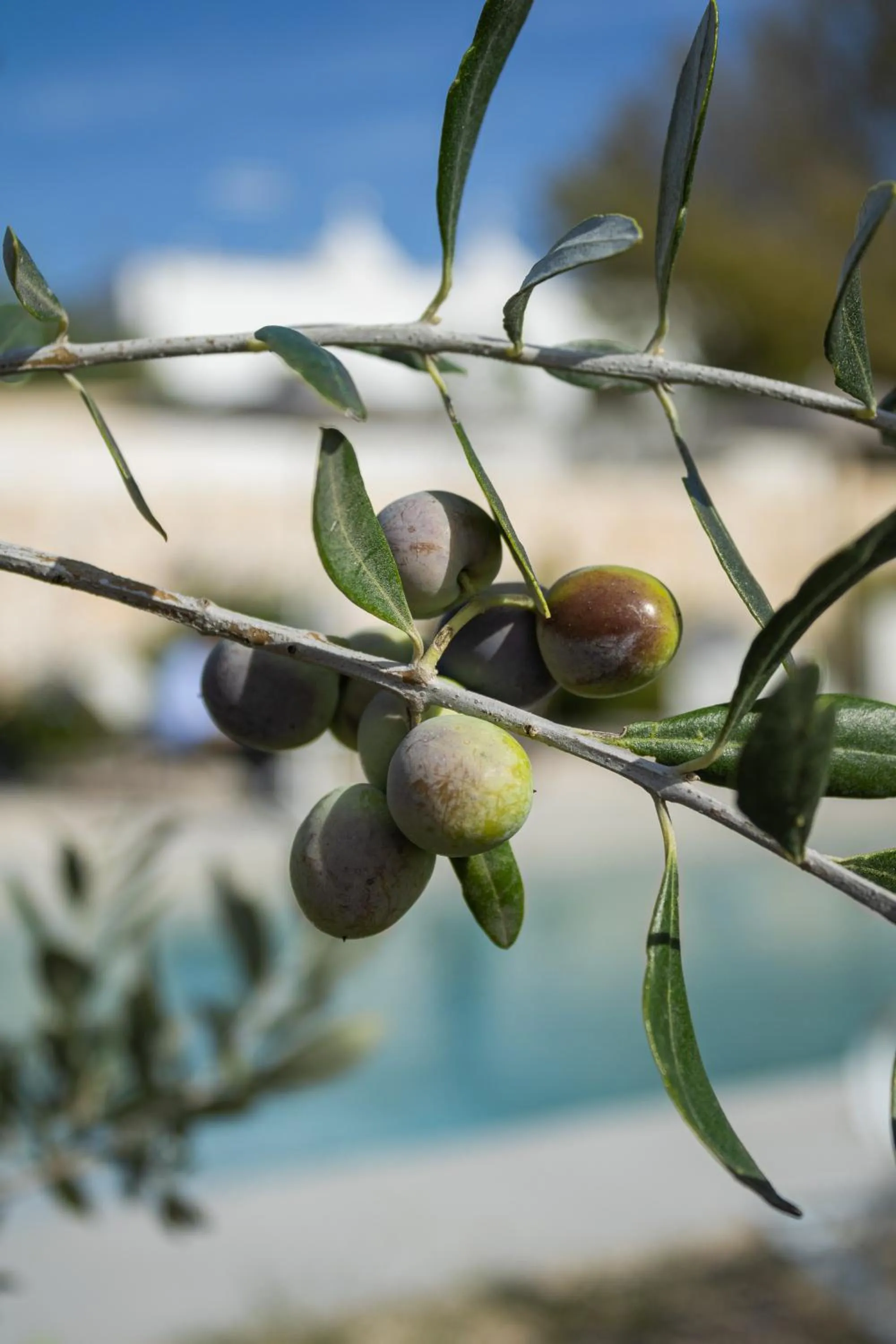 Day in Villa Ada-Trulli Puglia