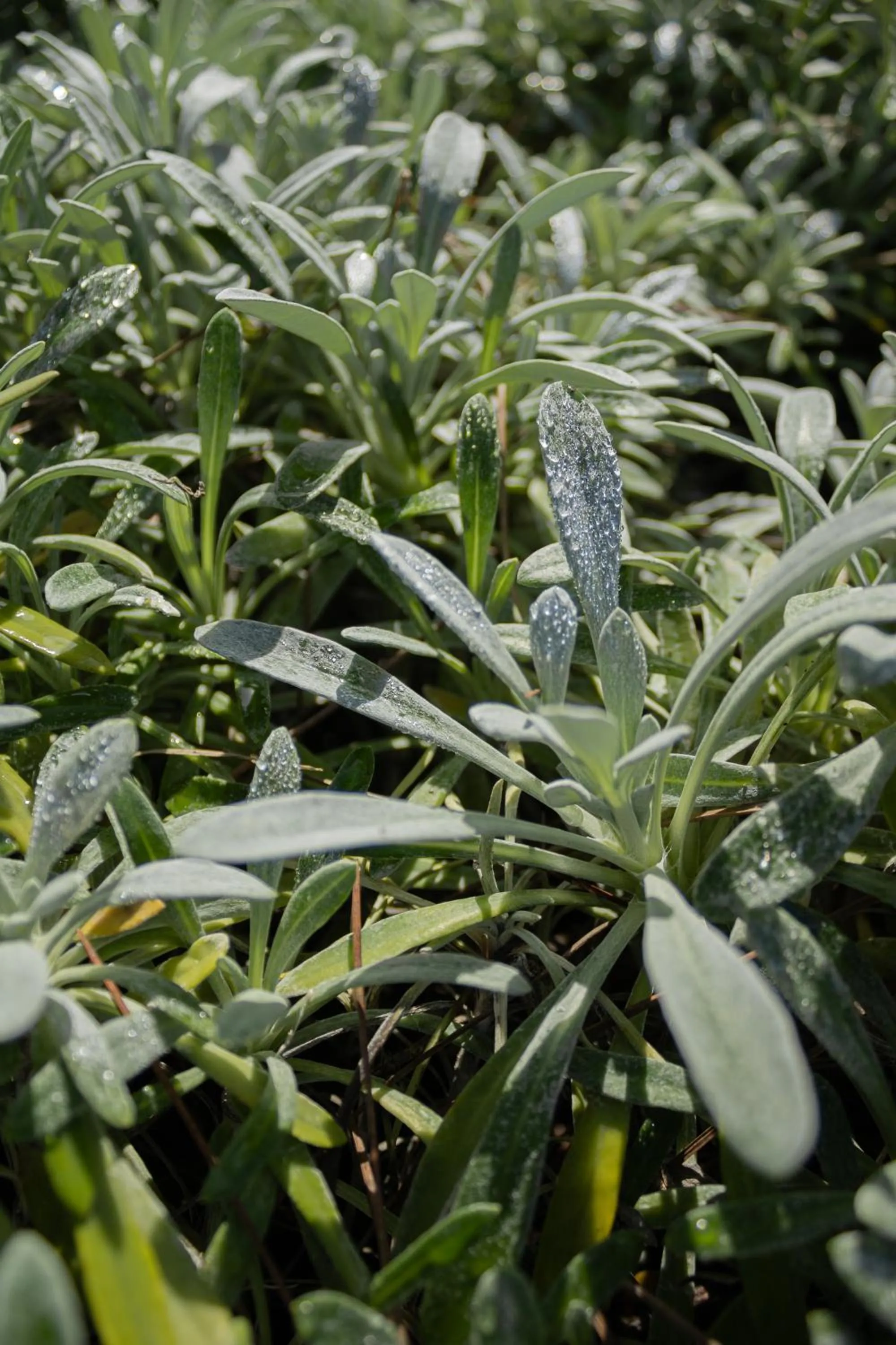 Garden in Villa Ada-Trulli Puglia