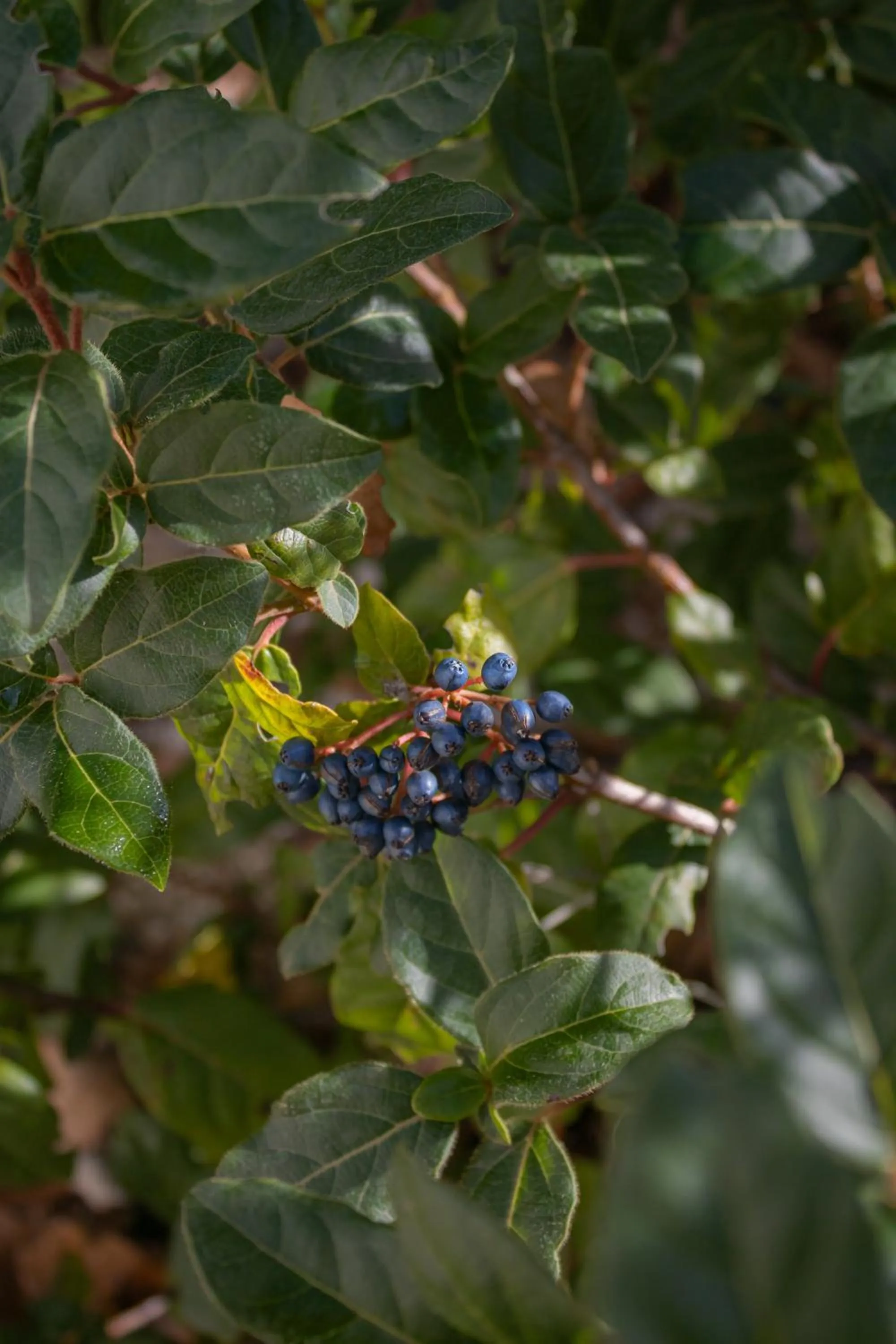 Garden in Villa Ada-Trulli Puglia