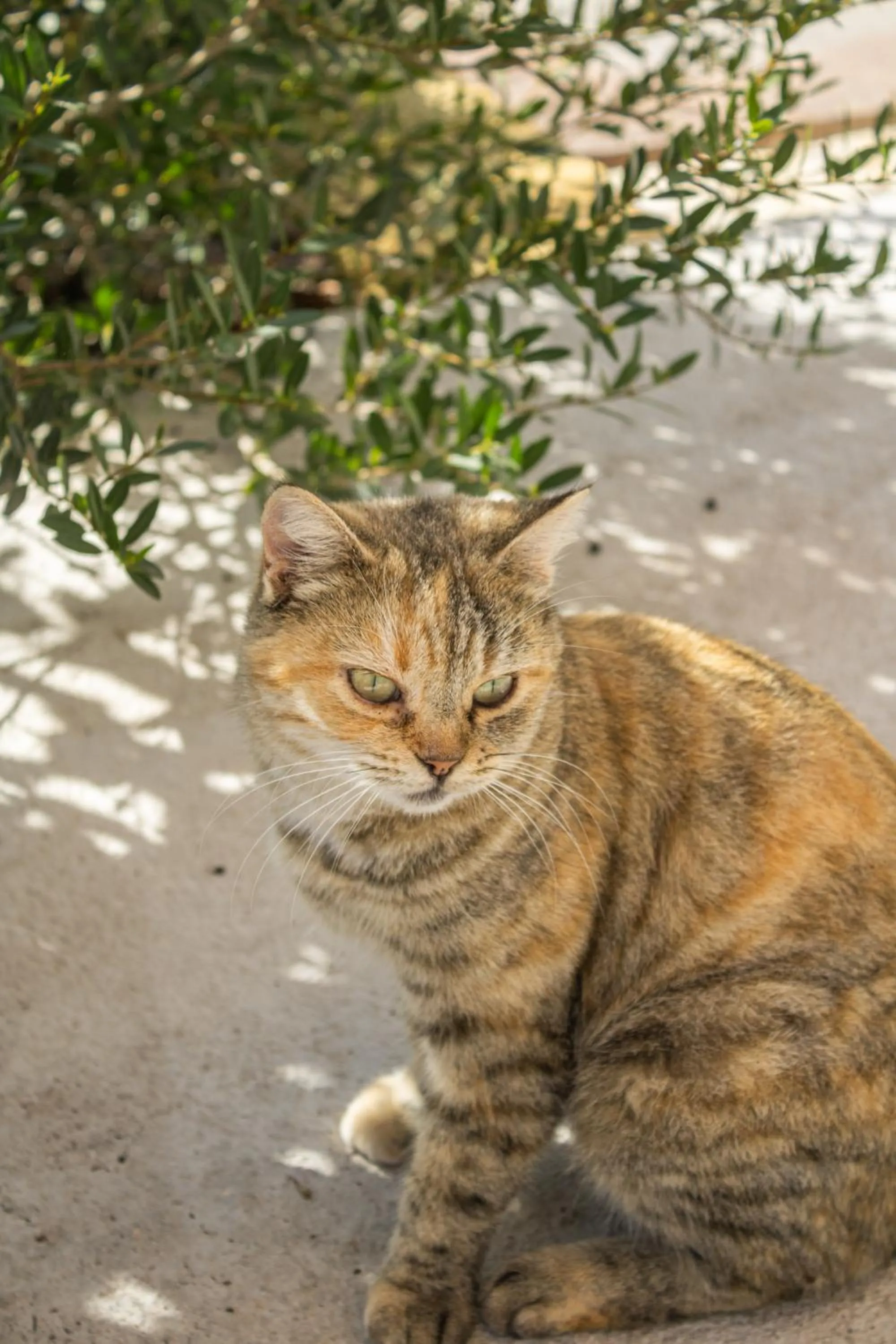 Animals in Villa Ada-Trulli Puglia
