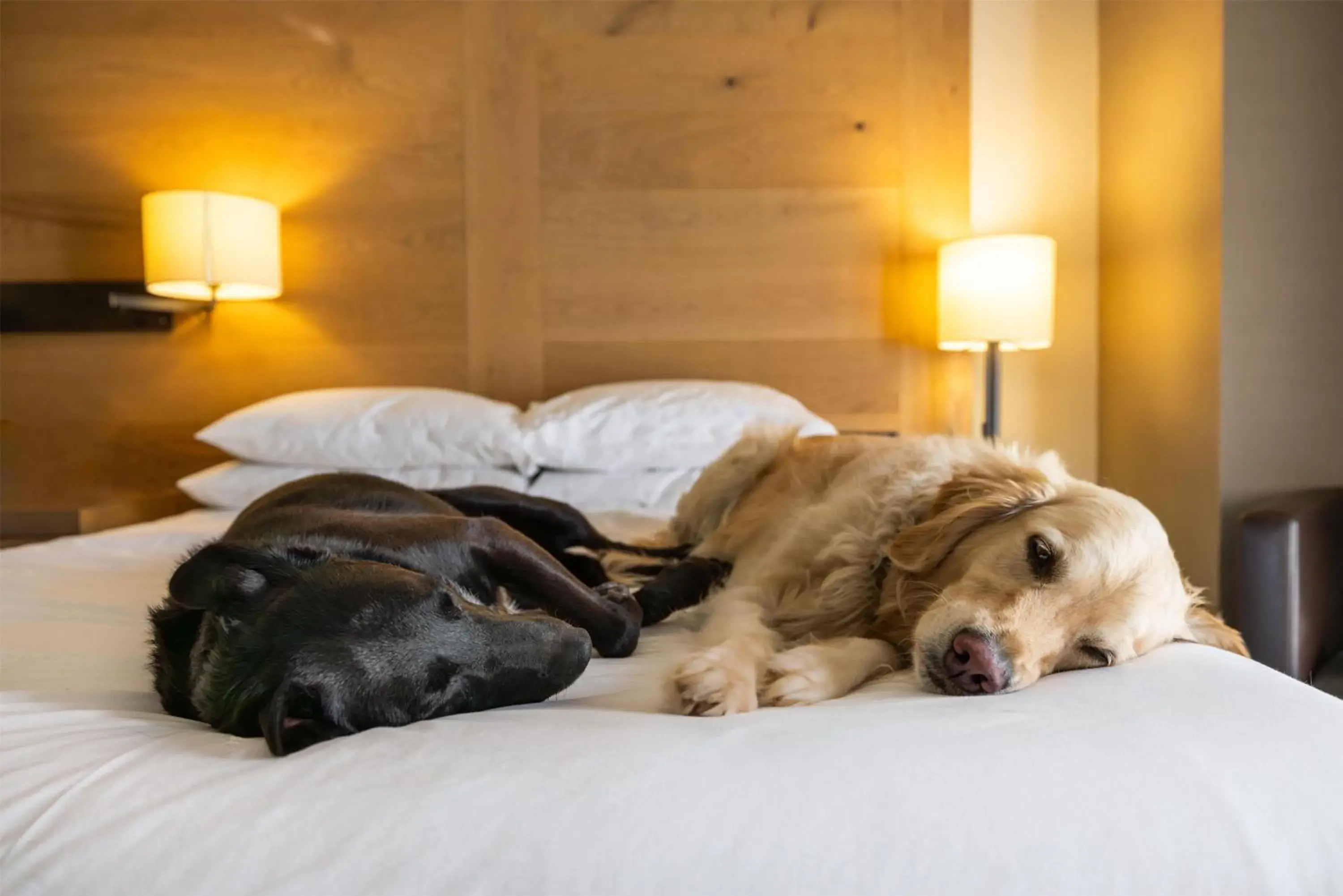 Bedroom, Bed in Hyatt Regency Lake Tahoe Resort, Spa & Casino Bedroom, Bed in Hyatt Regency Lake Tahoe Resort, Spa & Casino