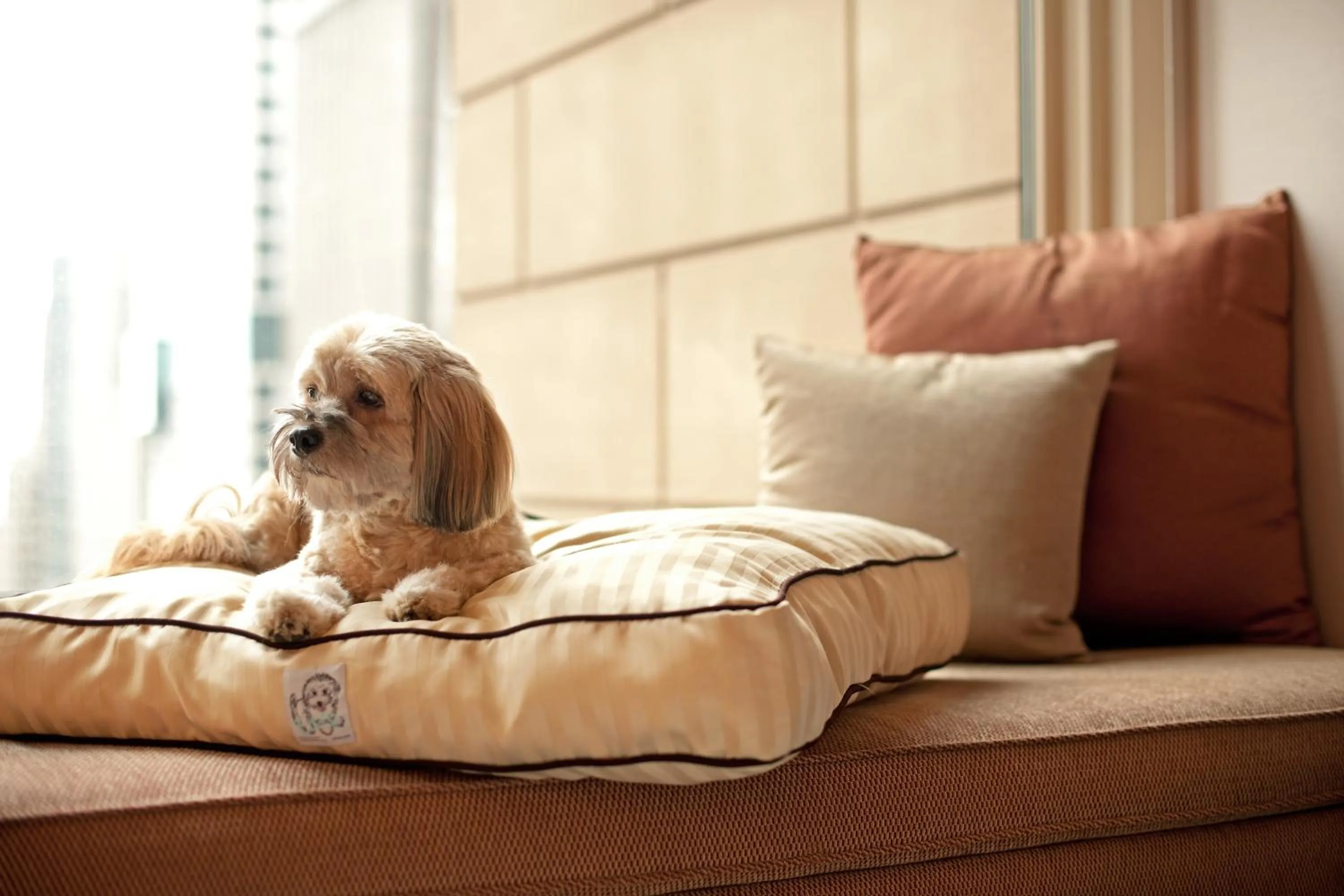 pet friendly in Hyatt Regency Cincinnati