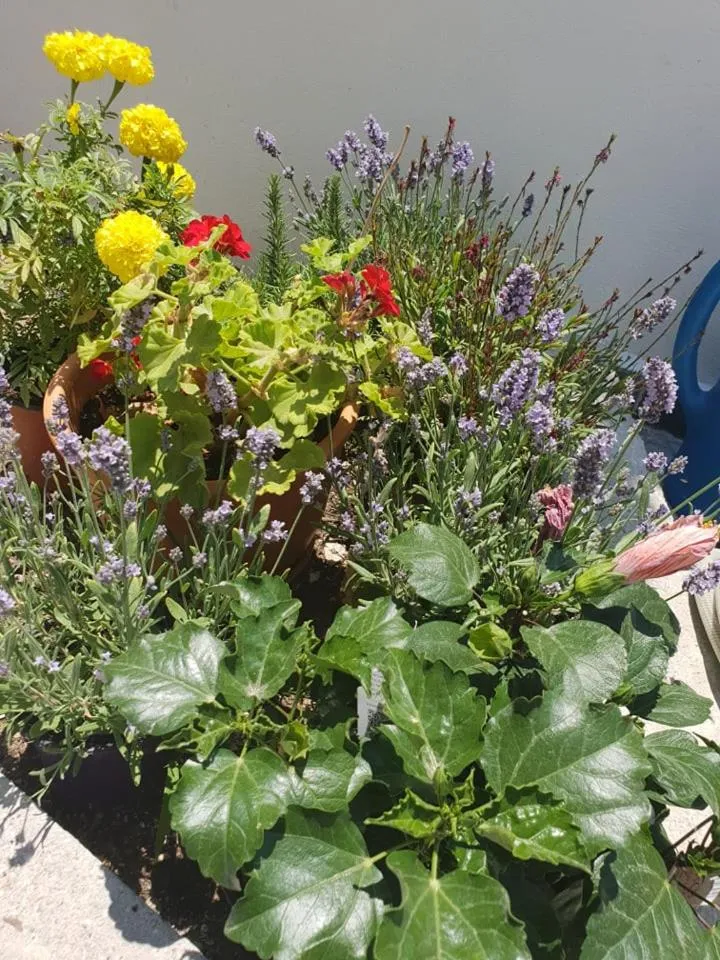 Aphrodite Art Hotel Aegina