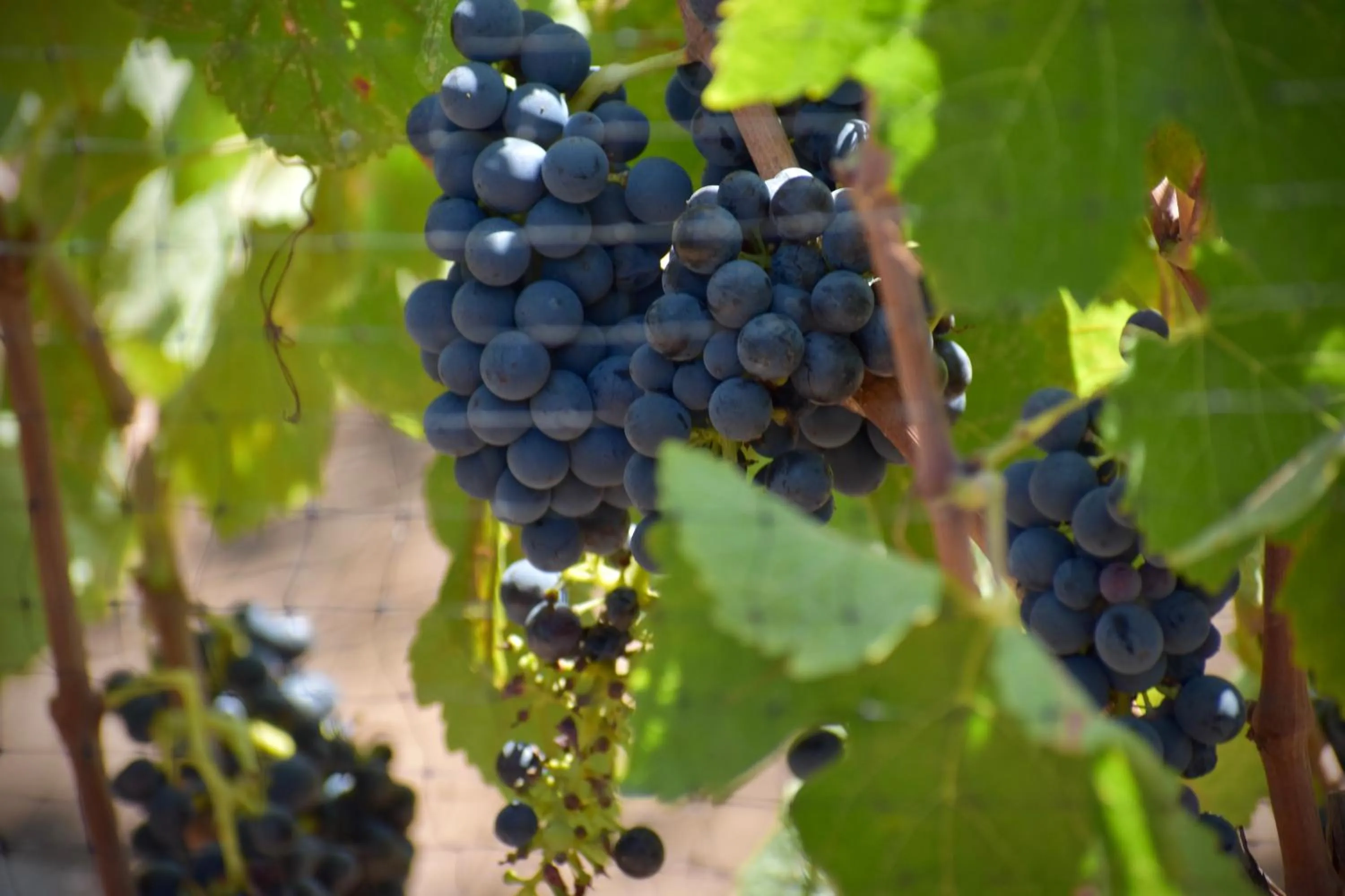 View (from property/room) in UvaUva eco-retreat