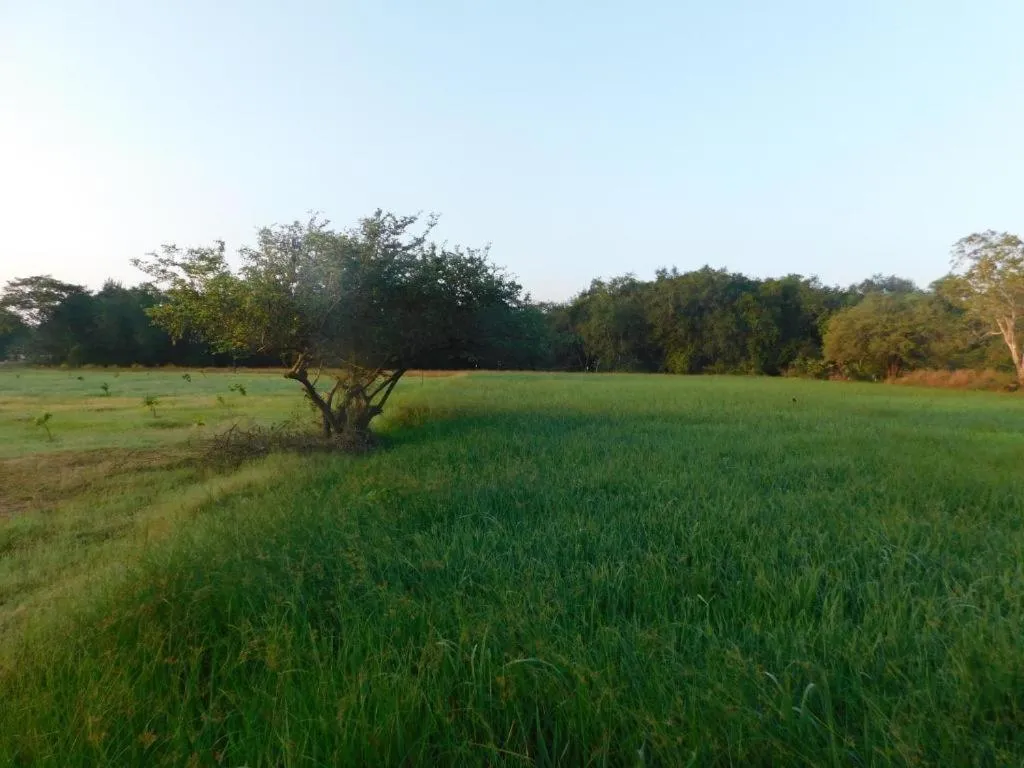 KAYJAY WILD WILPATTU