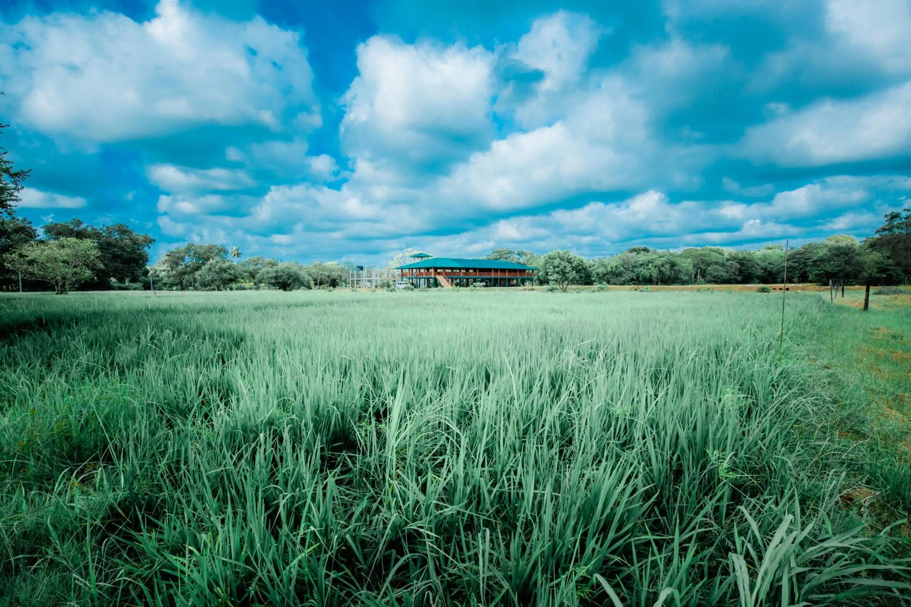 Natural landscape in KAYJAY WILD WILPATTU