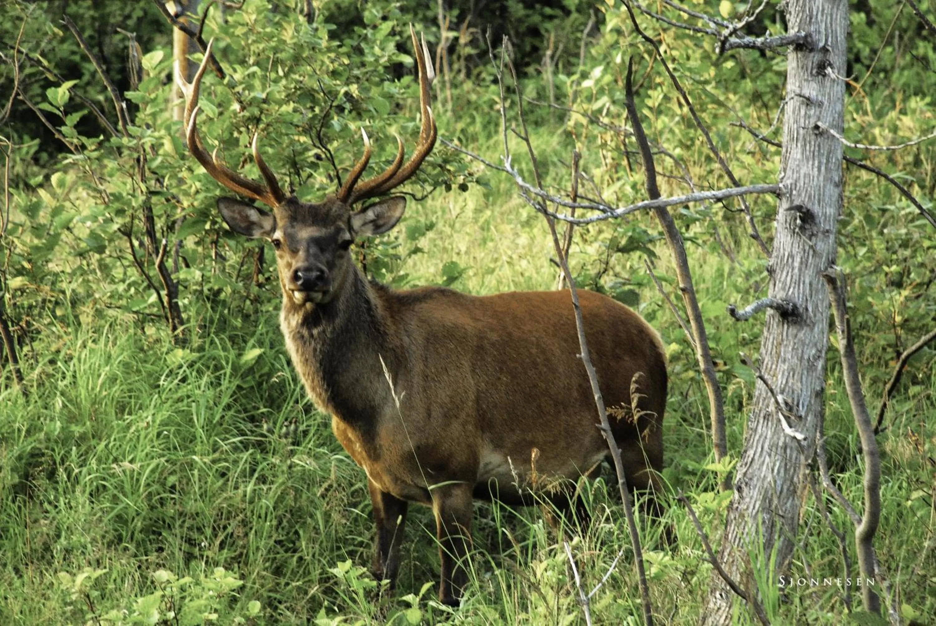 Animals in Cedar Meadows Resort & Spa, an Ascend Collection Resort
