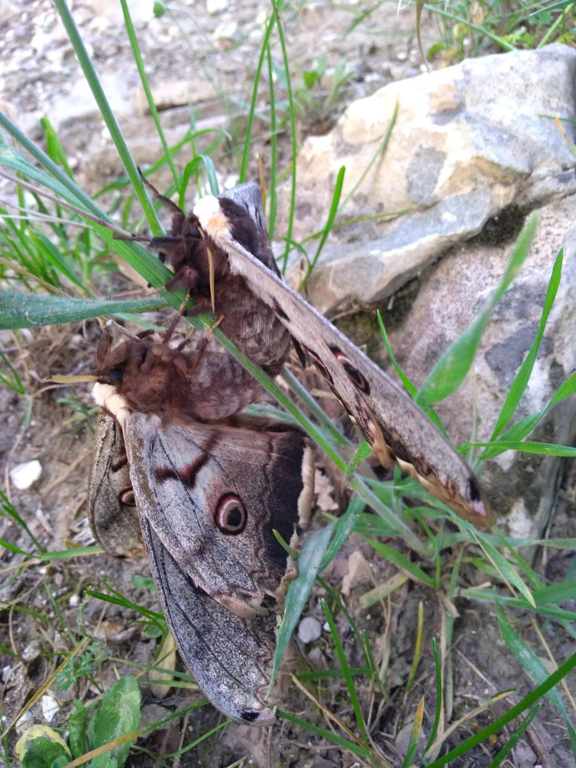 Animals in B&B BOSCOVECCHIO