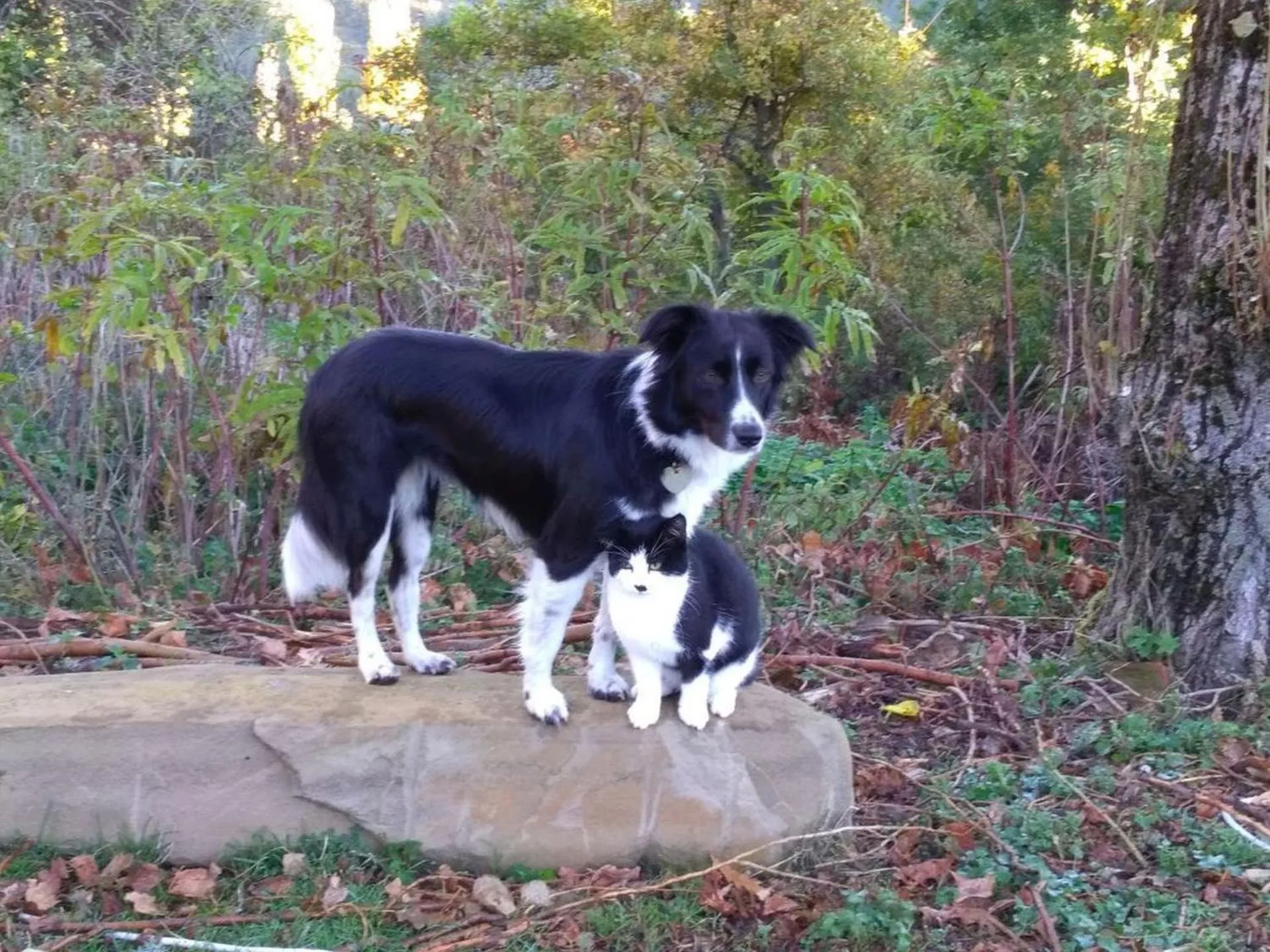 Animals in B&B BOSCOVECCHIO