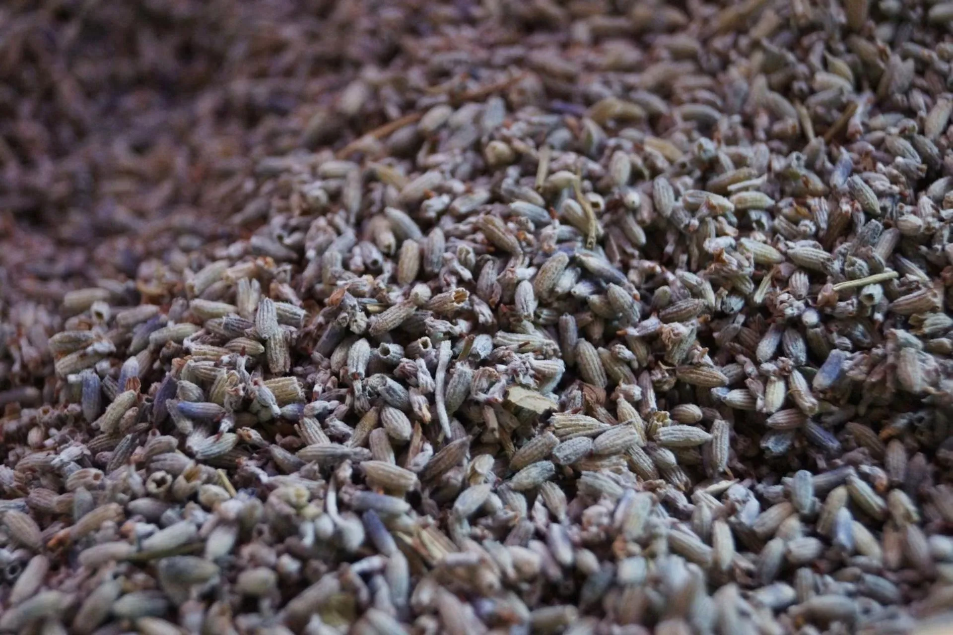 Summer in B&B BOSCOVECCHIO