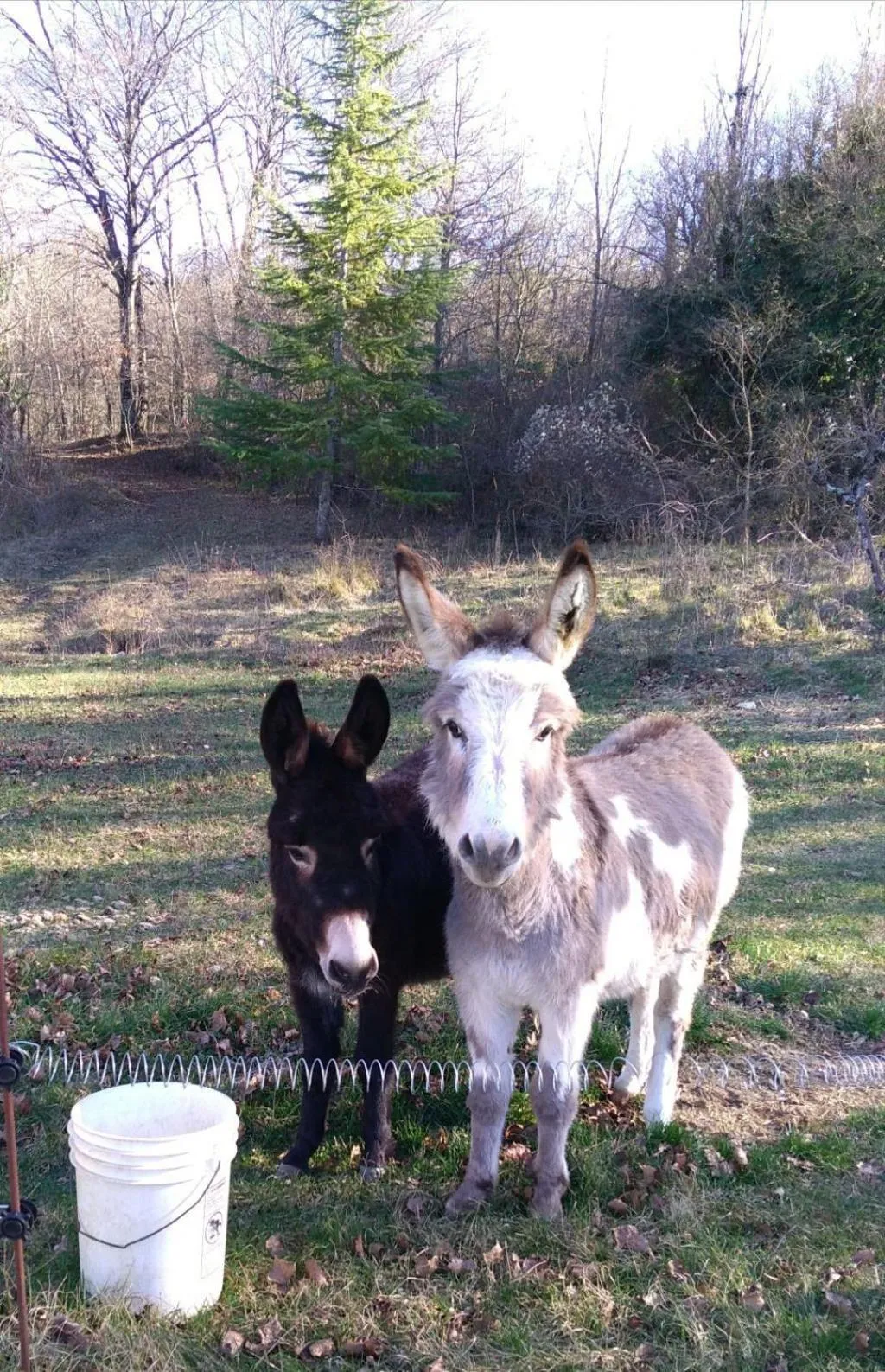 Animals in B&B BOSCOVECCHIO