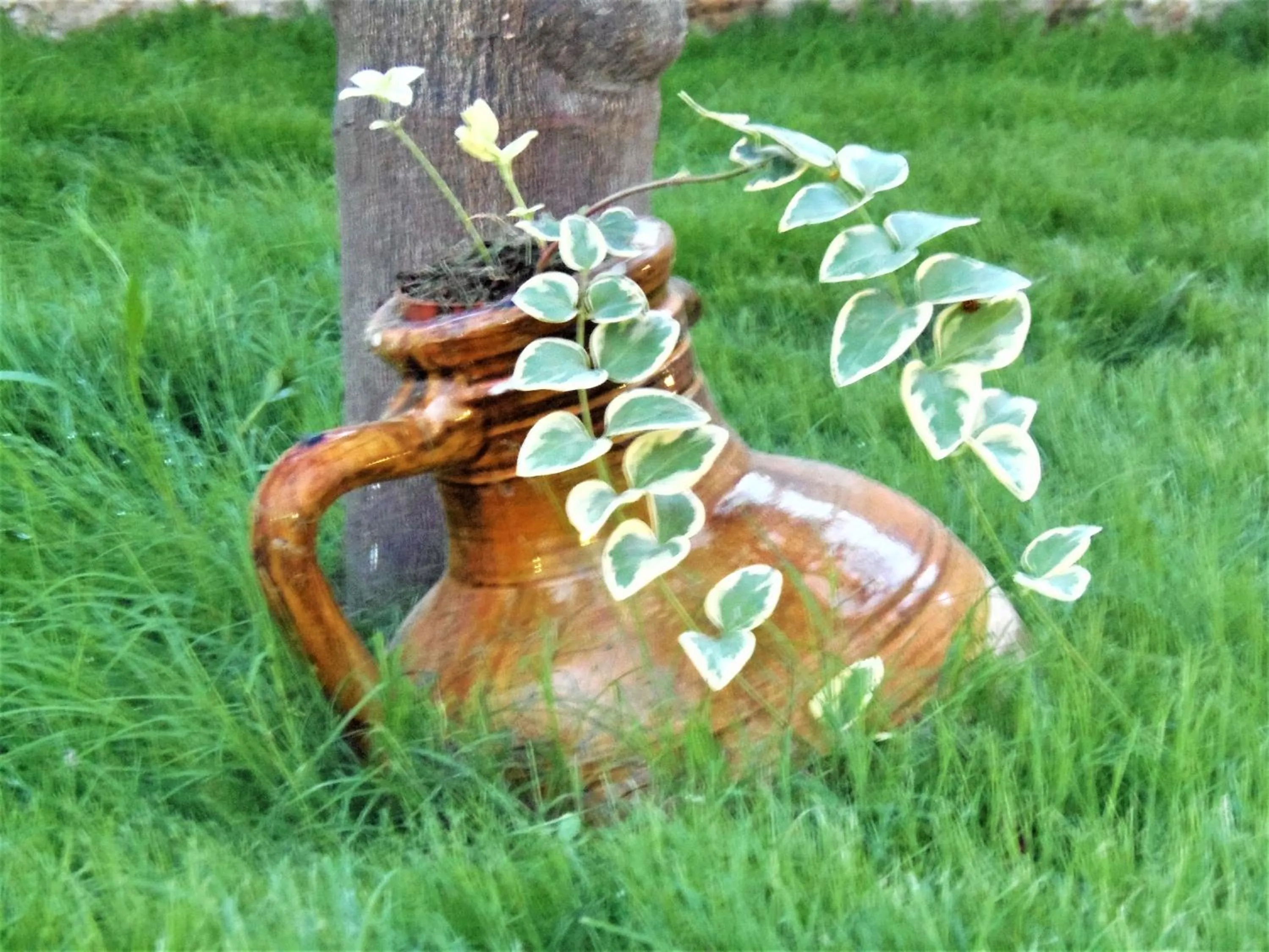 Garden in Li Perrini Boutique B&B