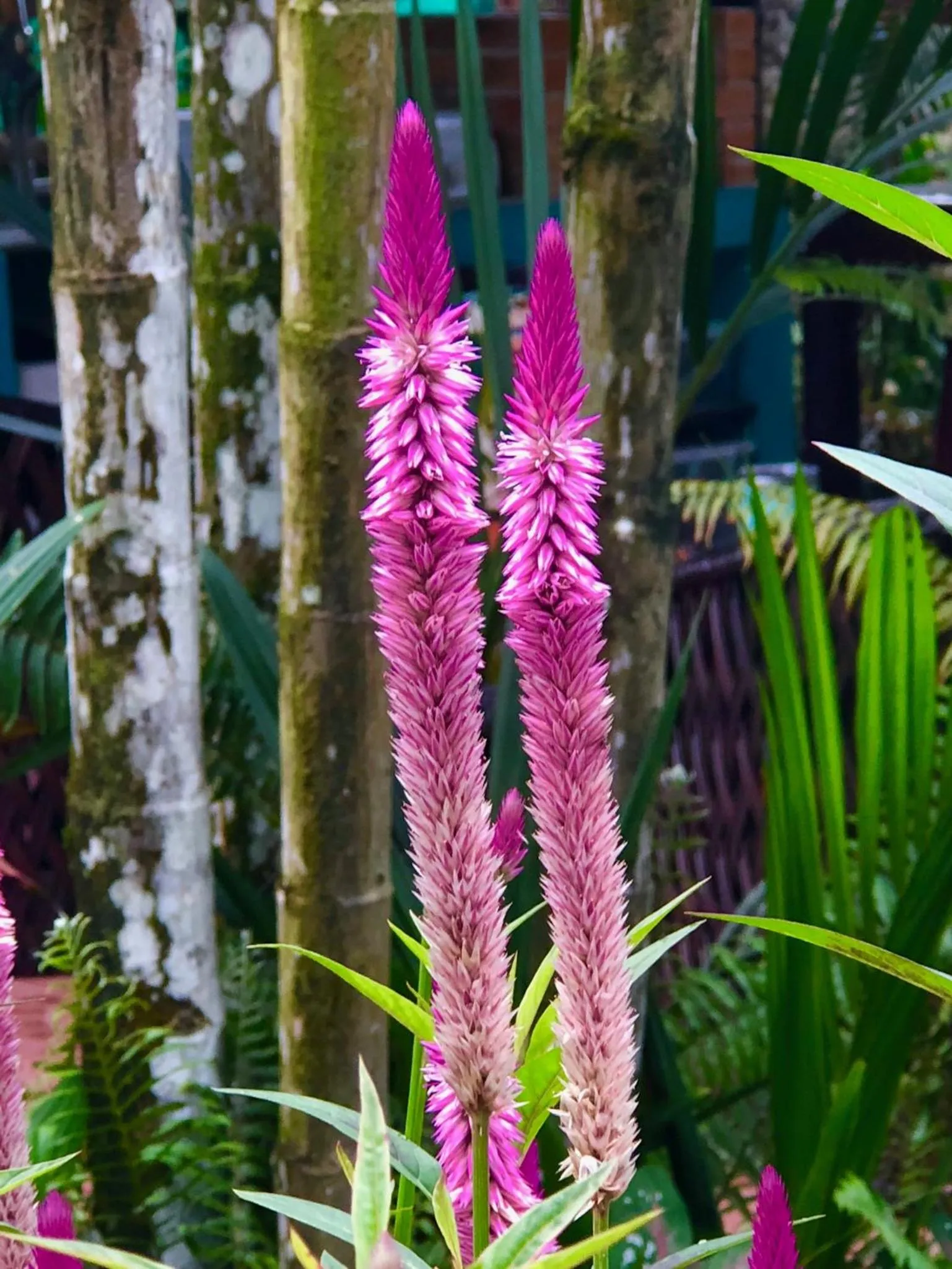Garden in Cabinas D’Val