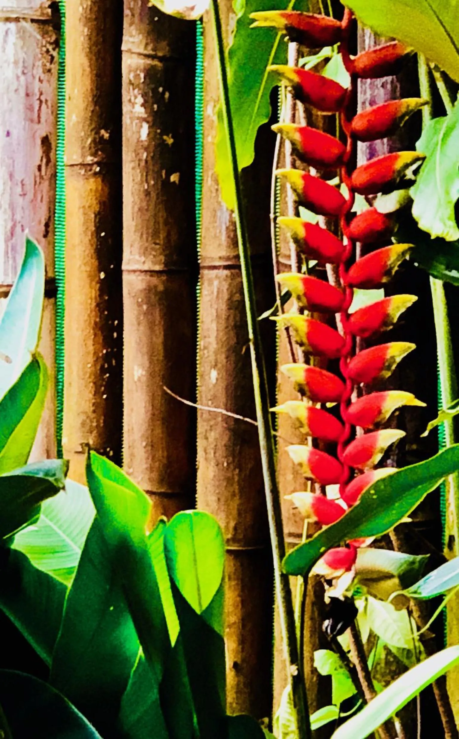 Garden in Cabinas D’Val