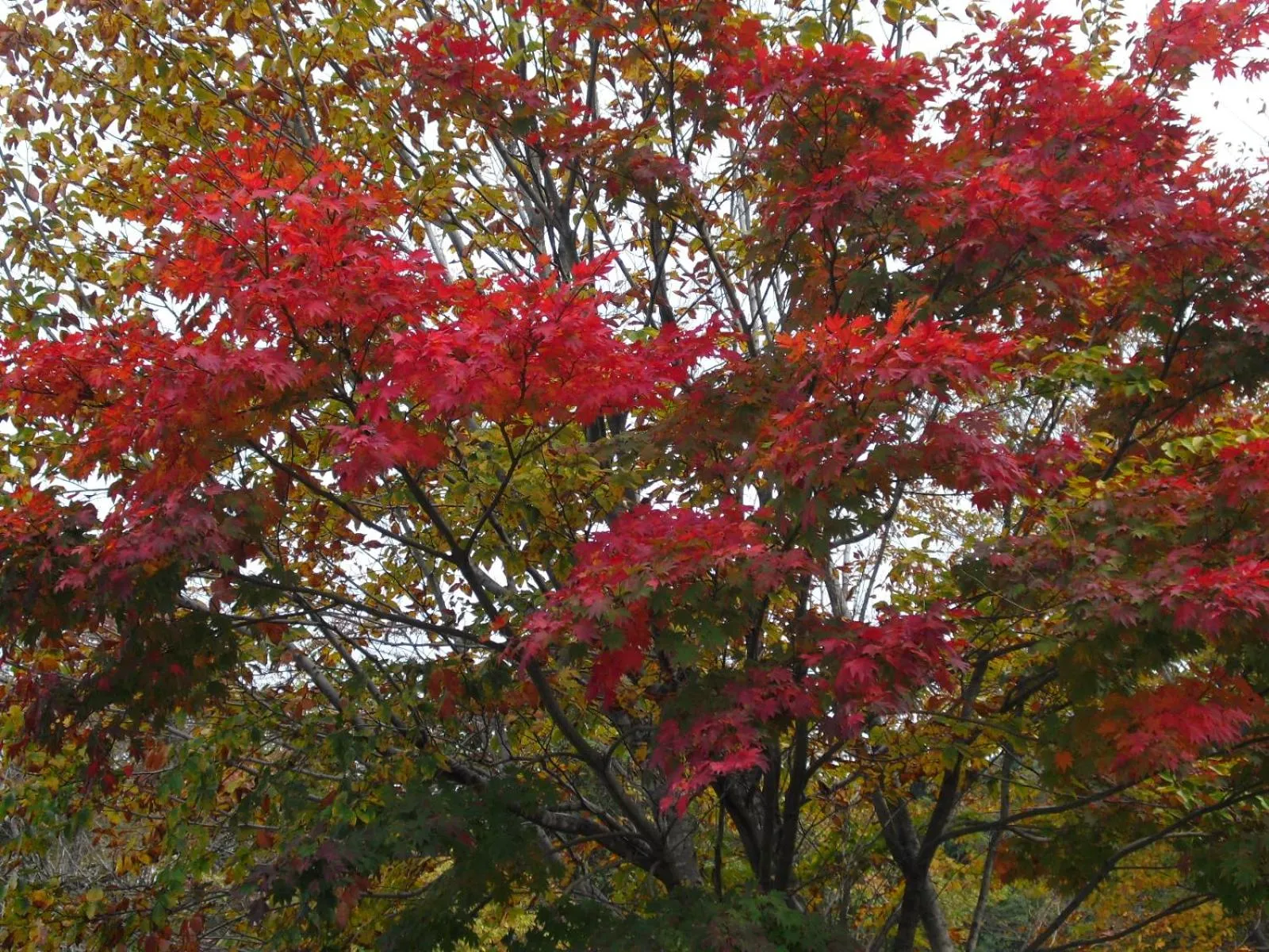 Natural landscape in Bunanoyado Koase