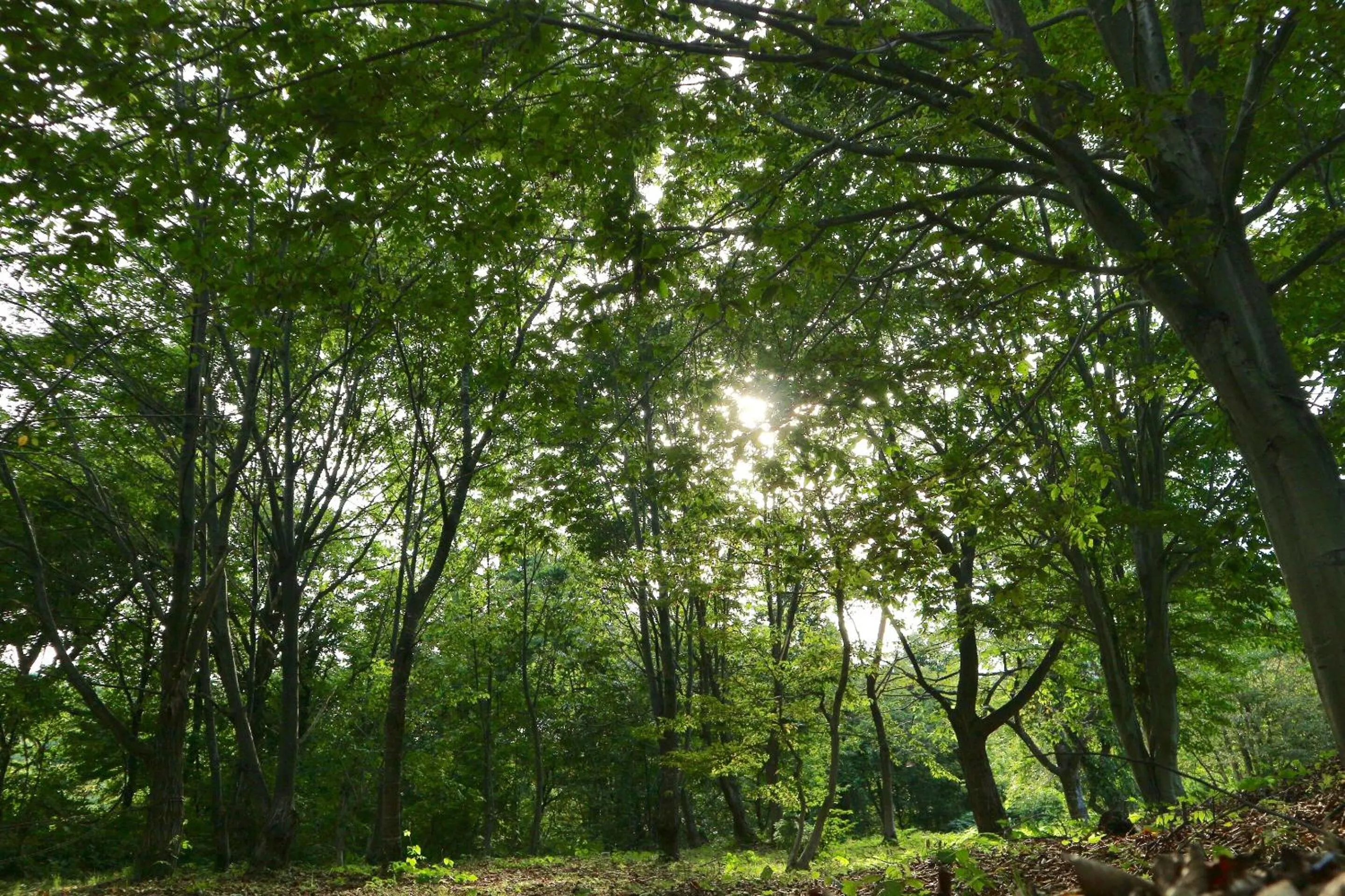 Spring in Bunanoyado Koase