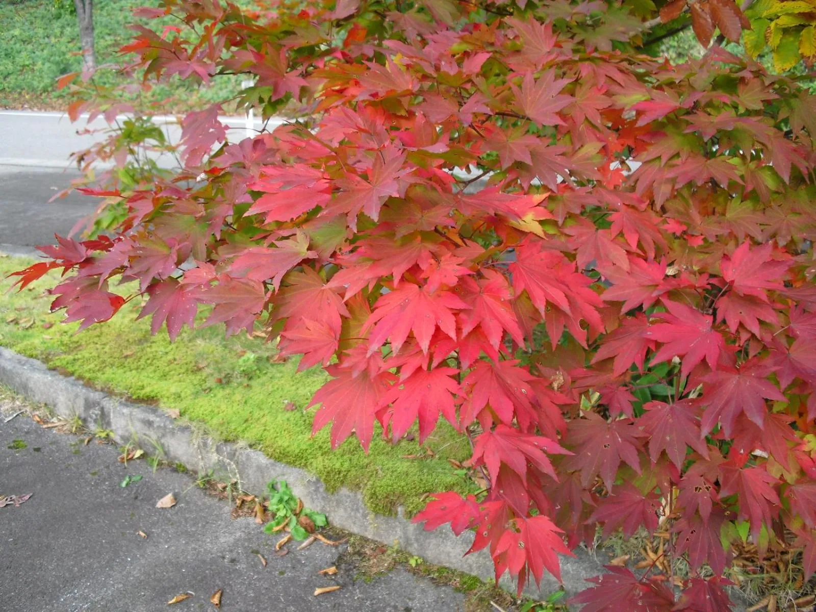 Natural landscape in Bunanoyado Koase