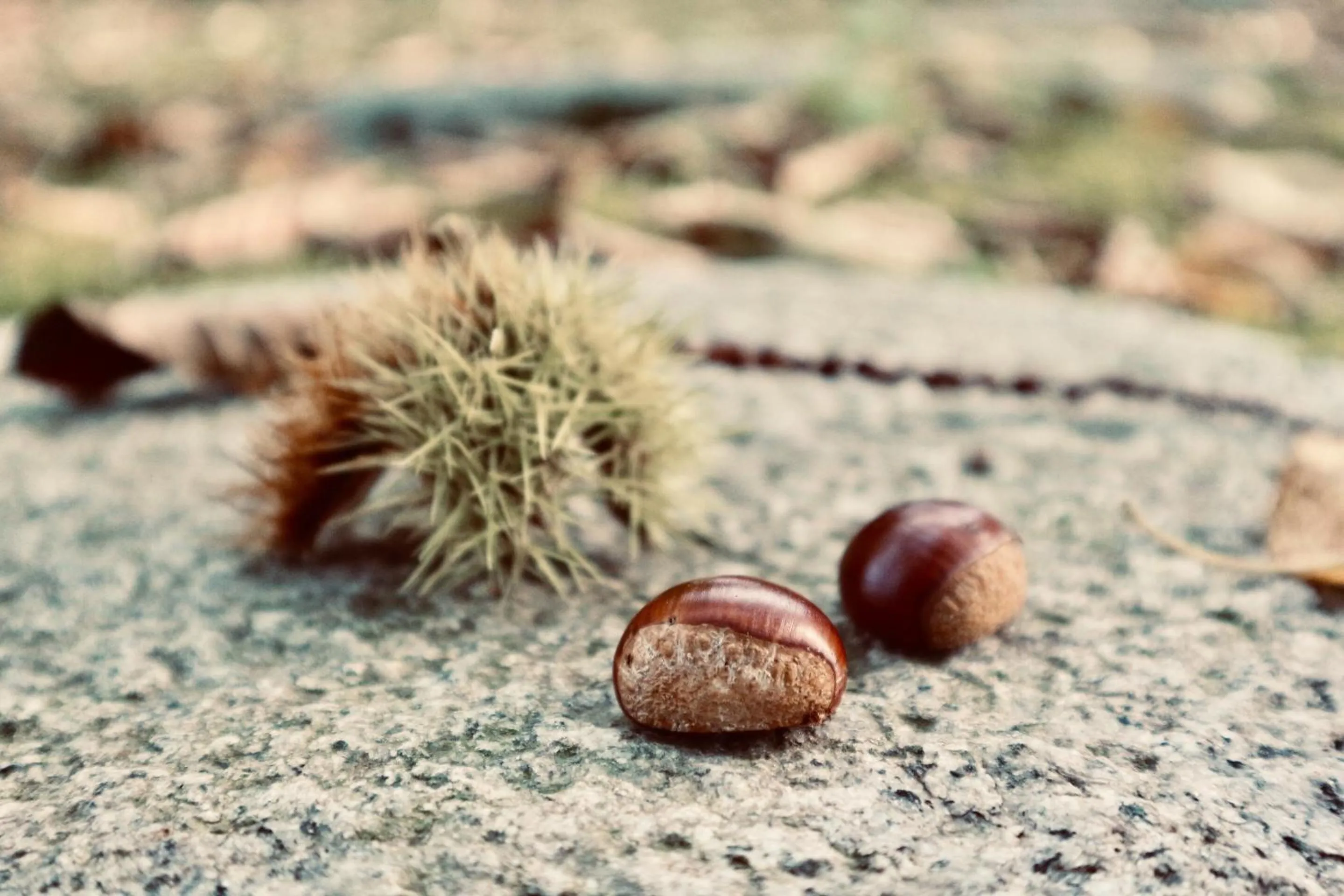 Autumn in Bunanoyado Koase