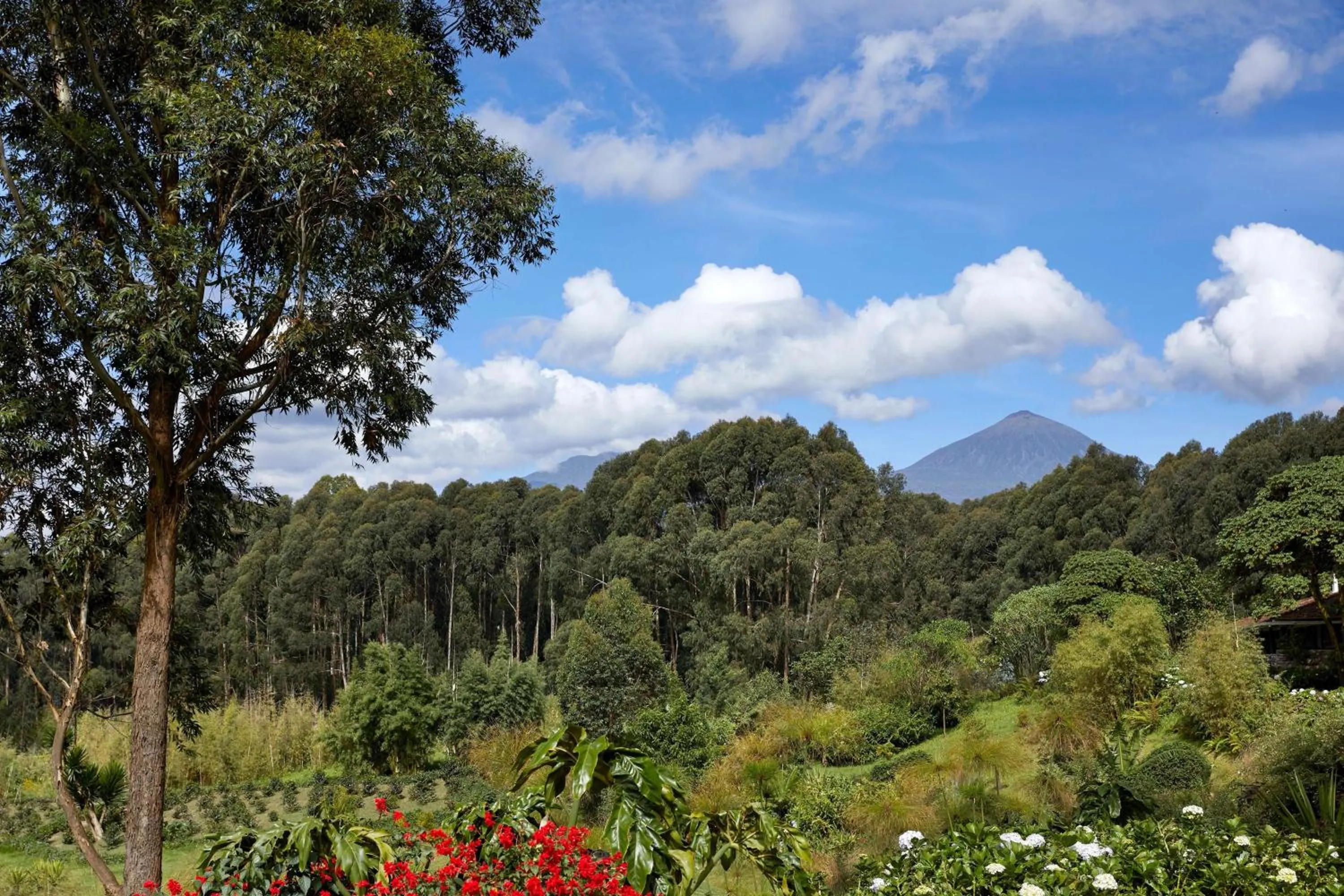 Natural landscape in One&Only Gorilla's Nest