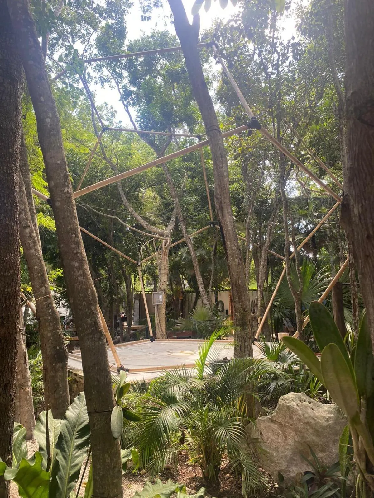 Garden view in Bufo Alvarius