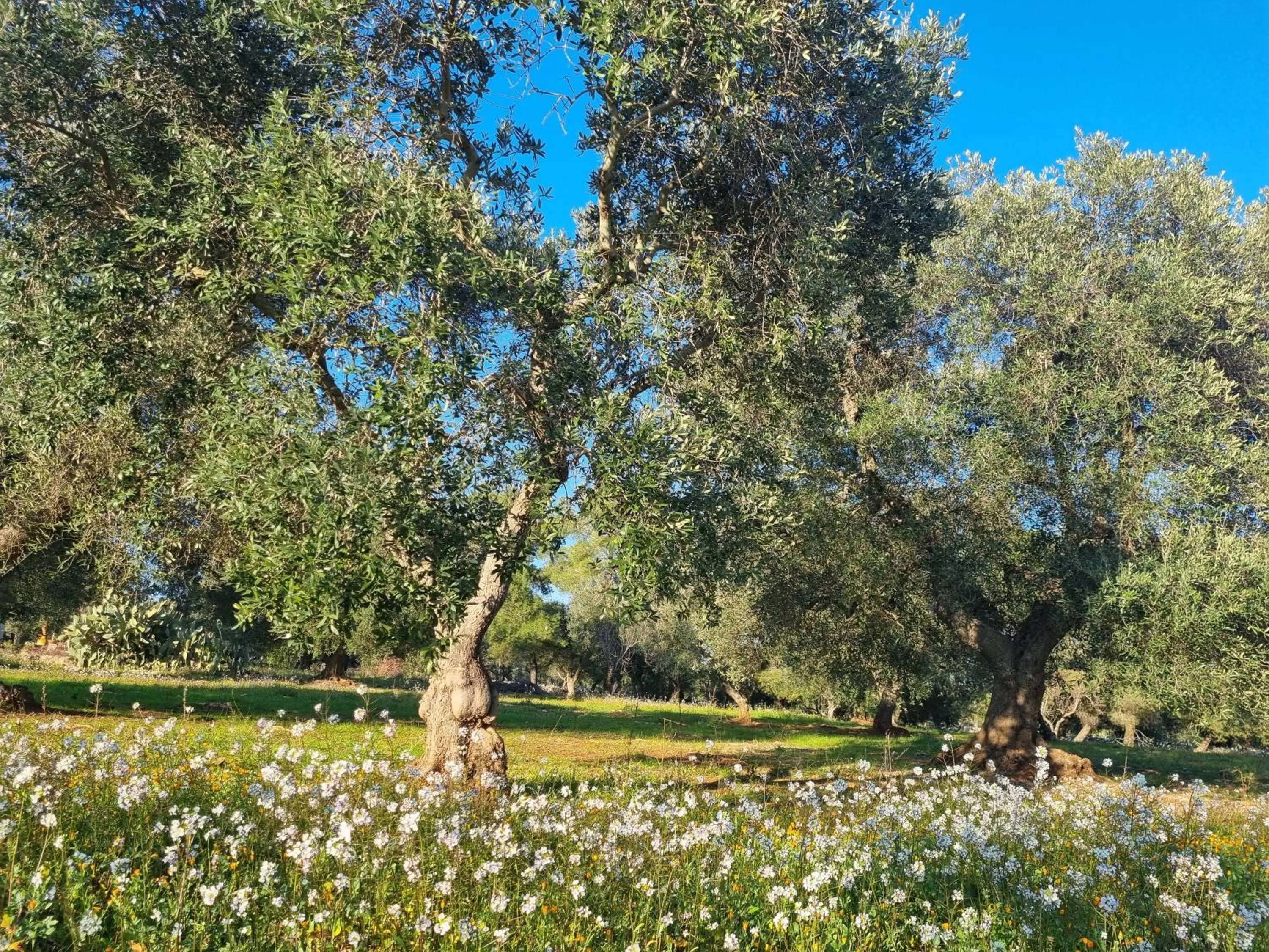 Natural landscape in Trulli Di Spinaruta