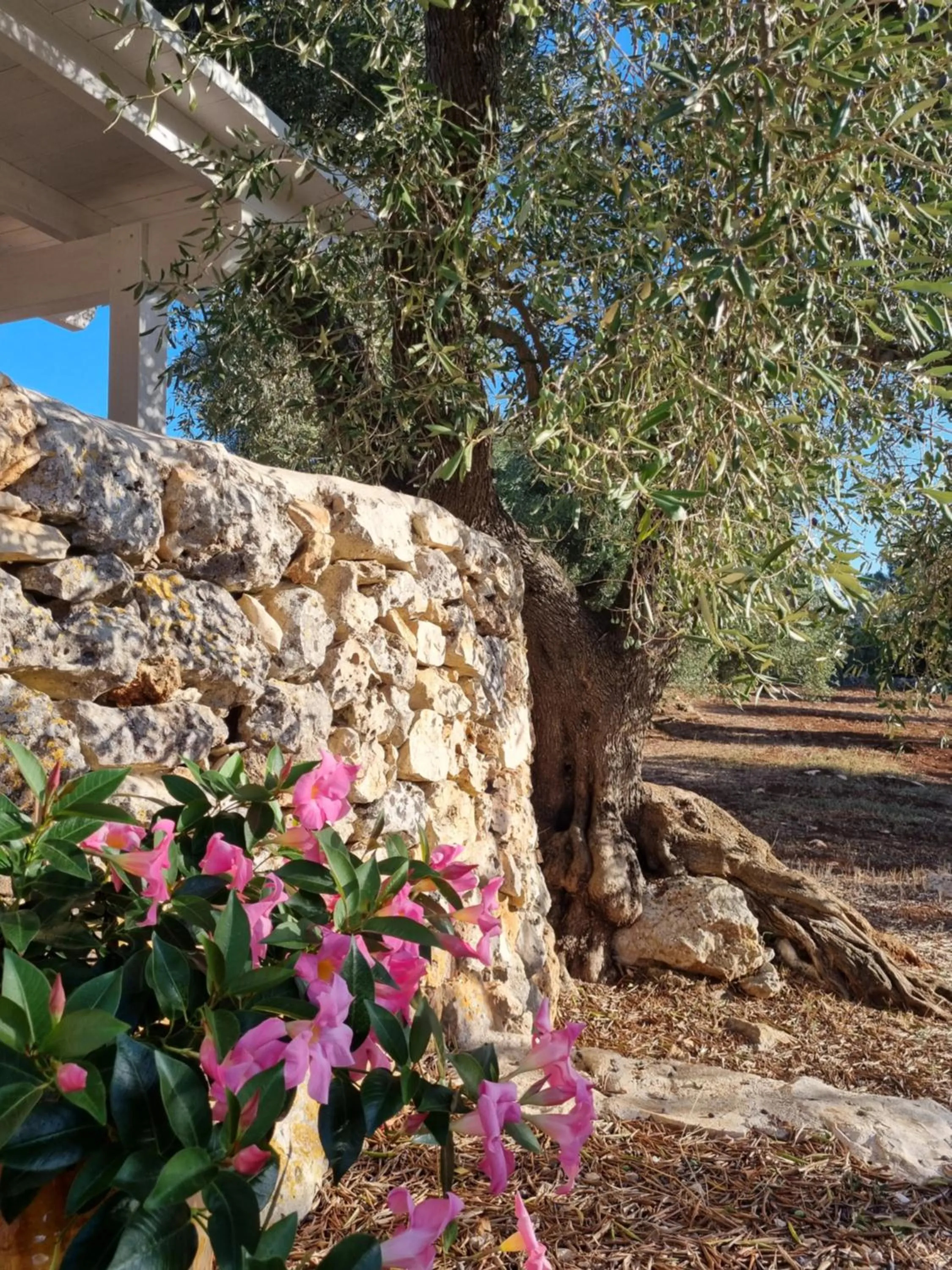 Garden view in Trulli Di Spinaruta