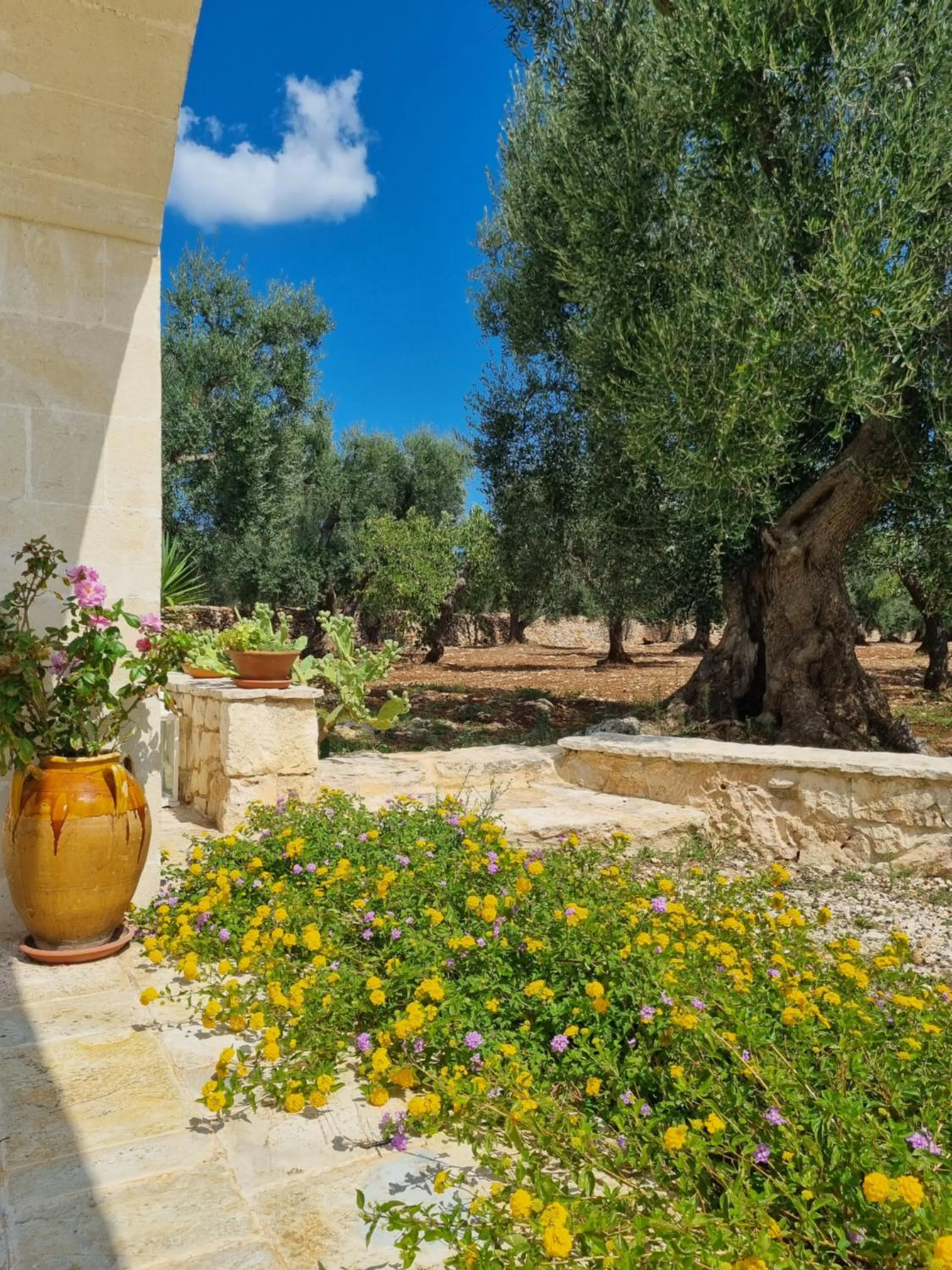 Garden view in Trulli Di Spinaruta