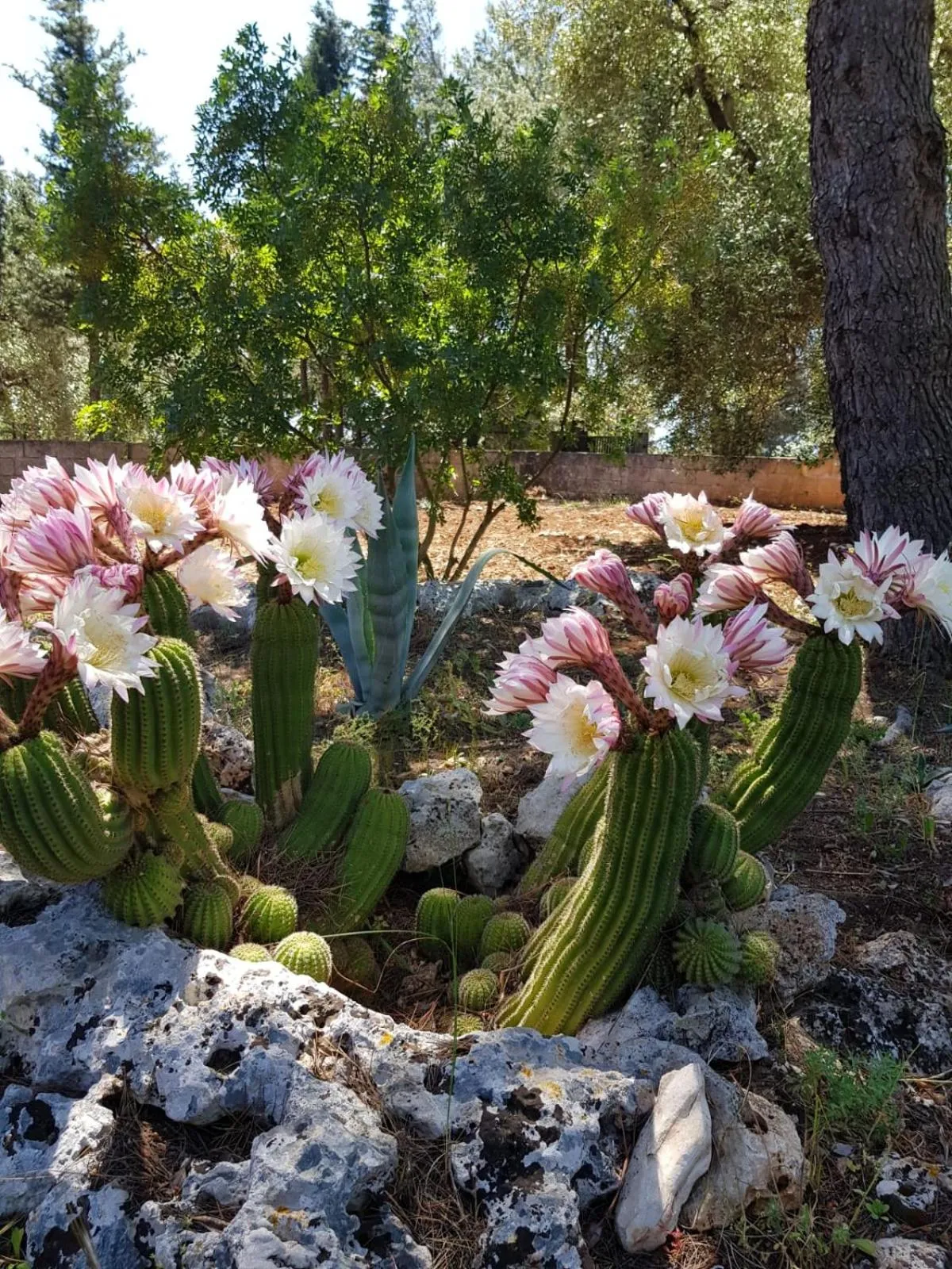 Garden view in Trulli Di Spinaruta