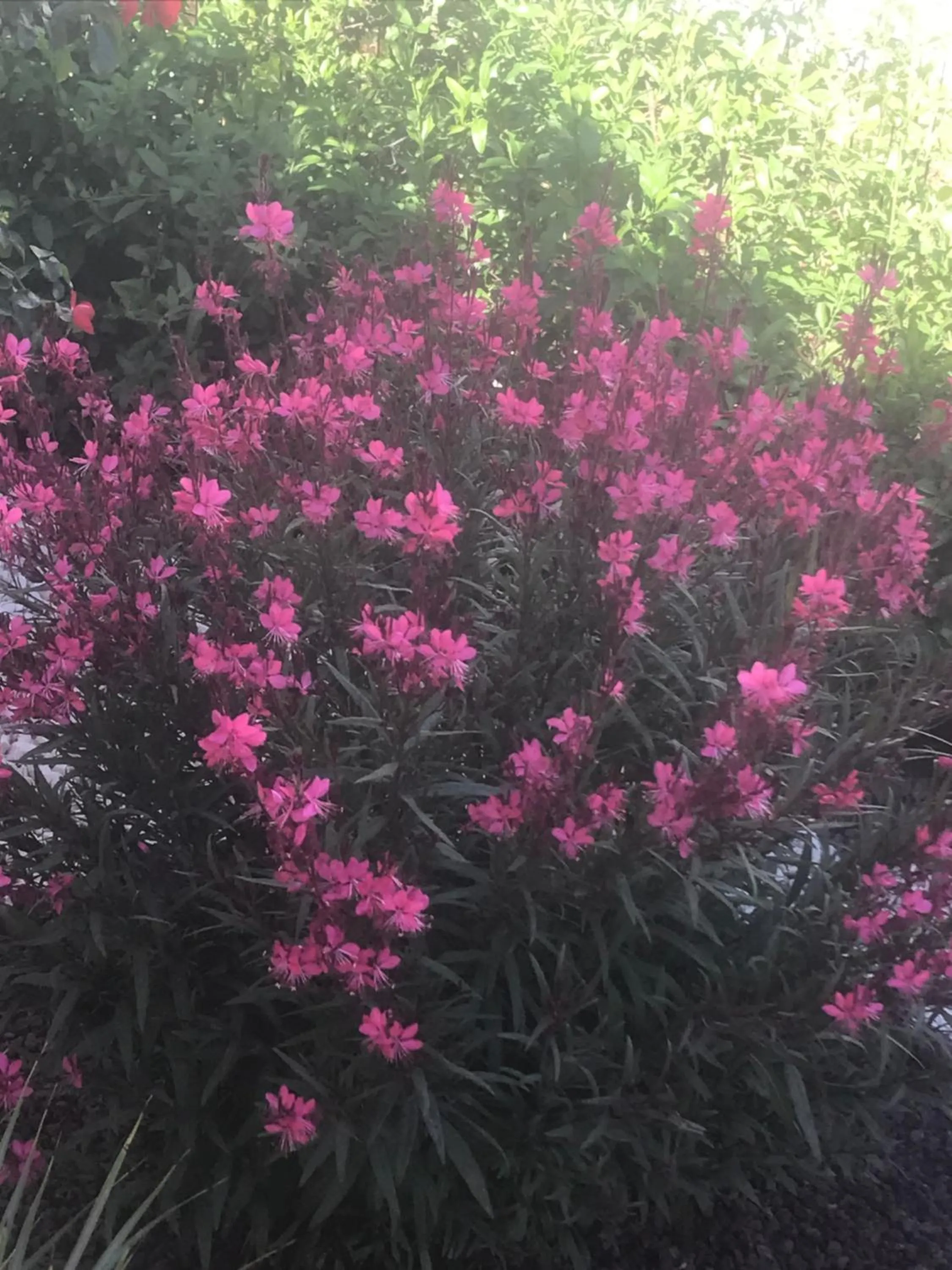 Chambre d'hôtes dans Villa Diane