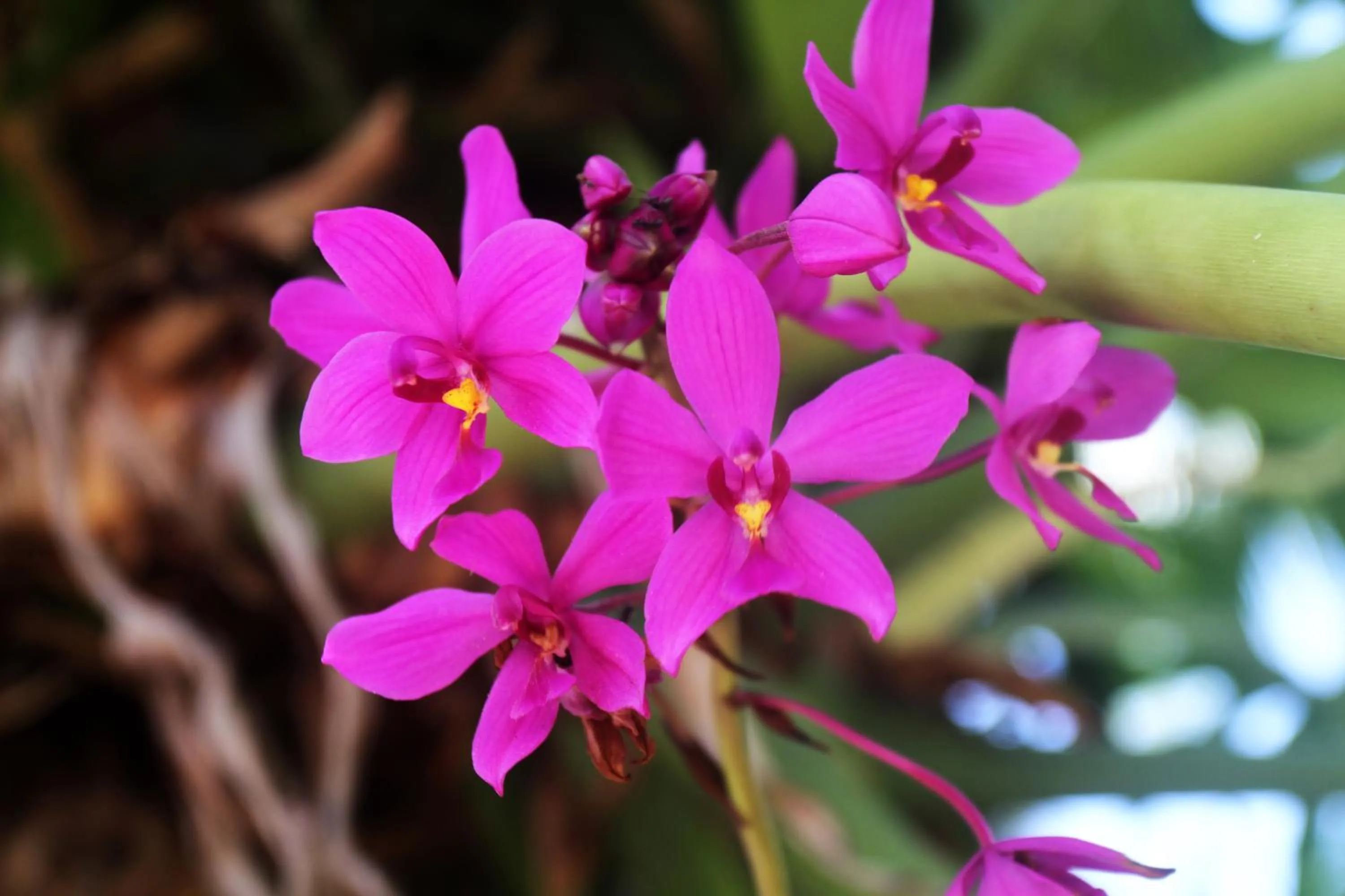 Garden in Casa Colibrí Tankah