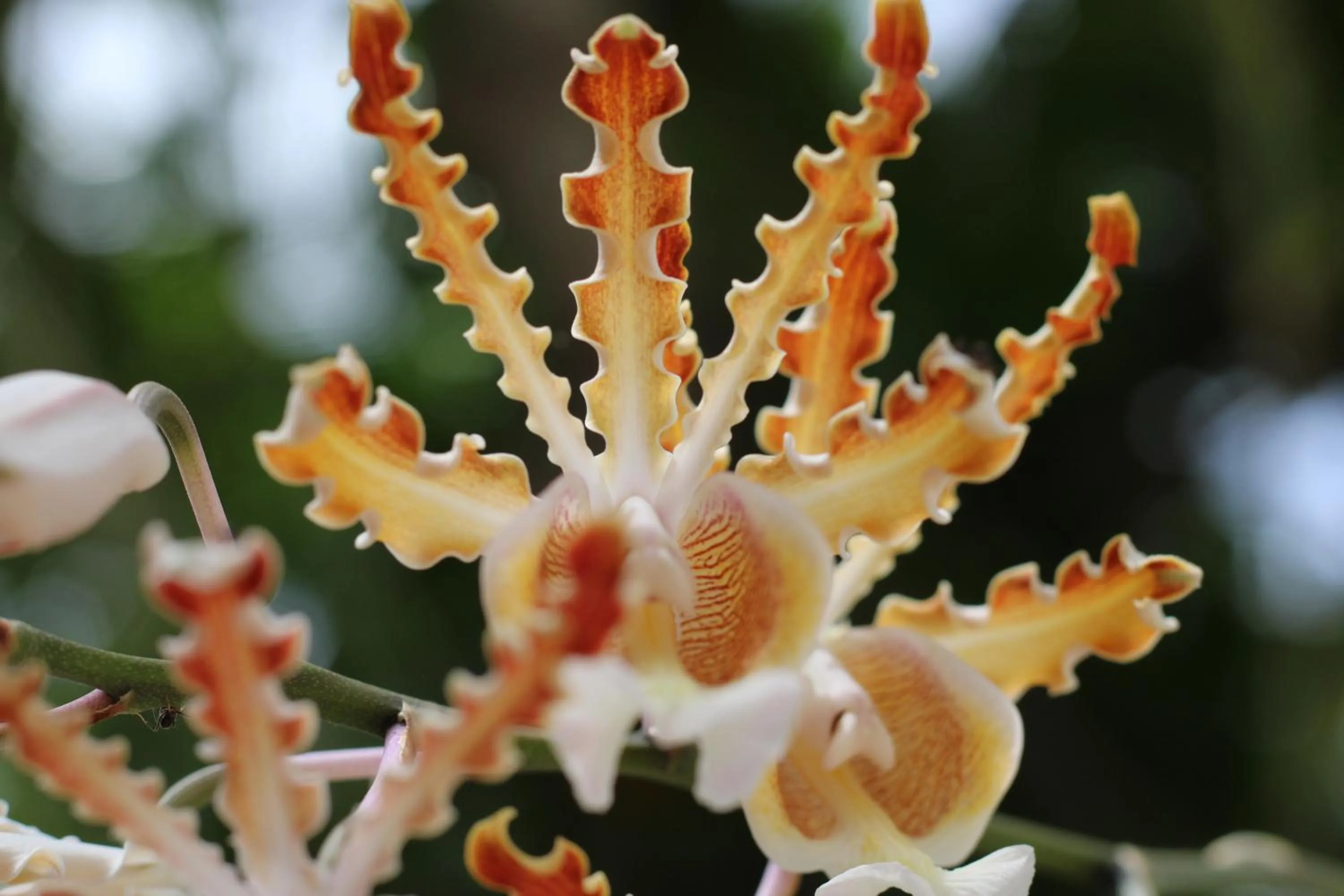 Garden view in Casa Colibrí Tankah