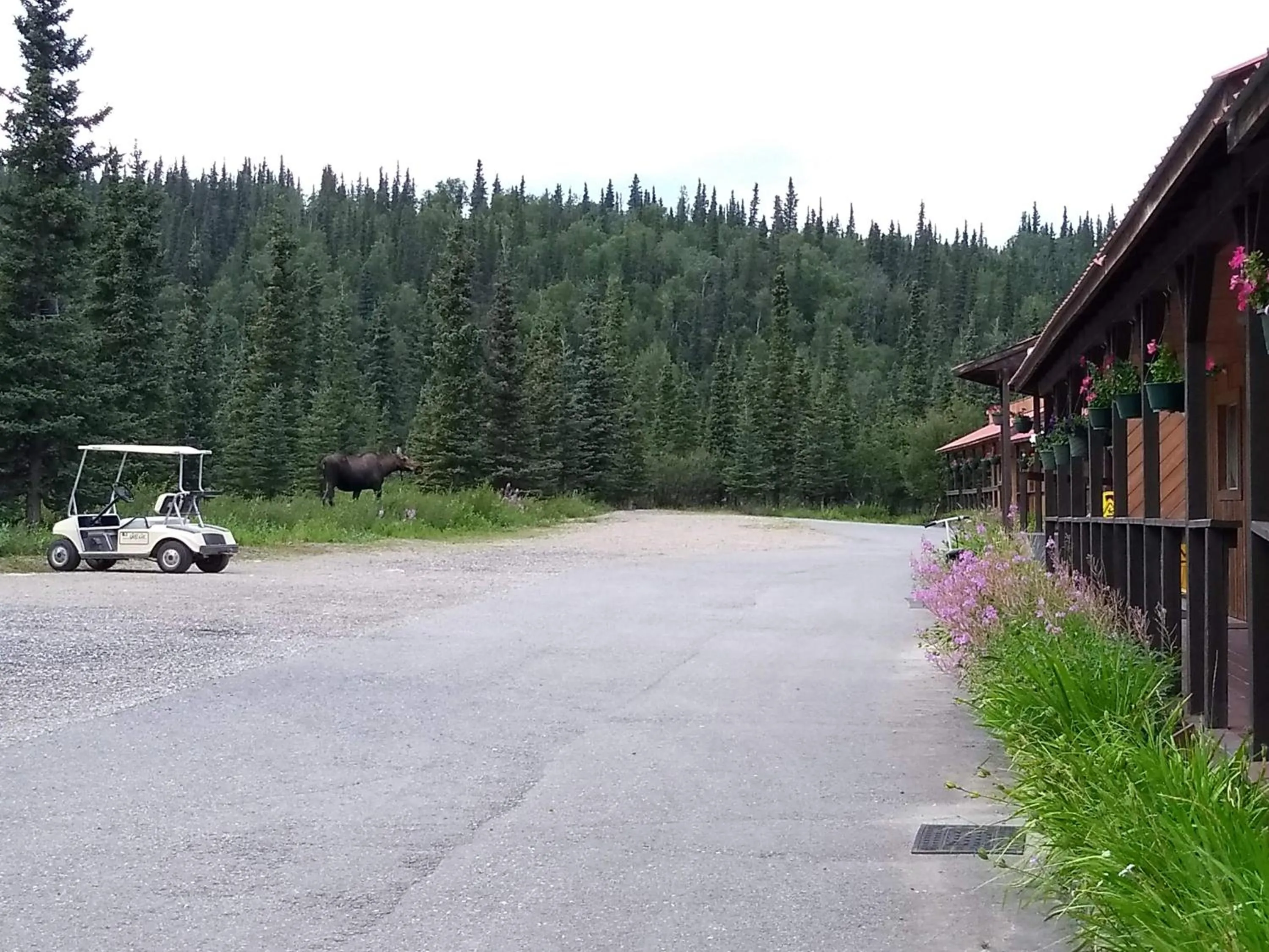 View (from property/room) in White Moose Lodge