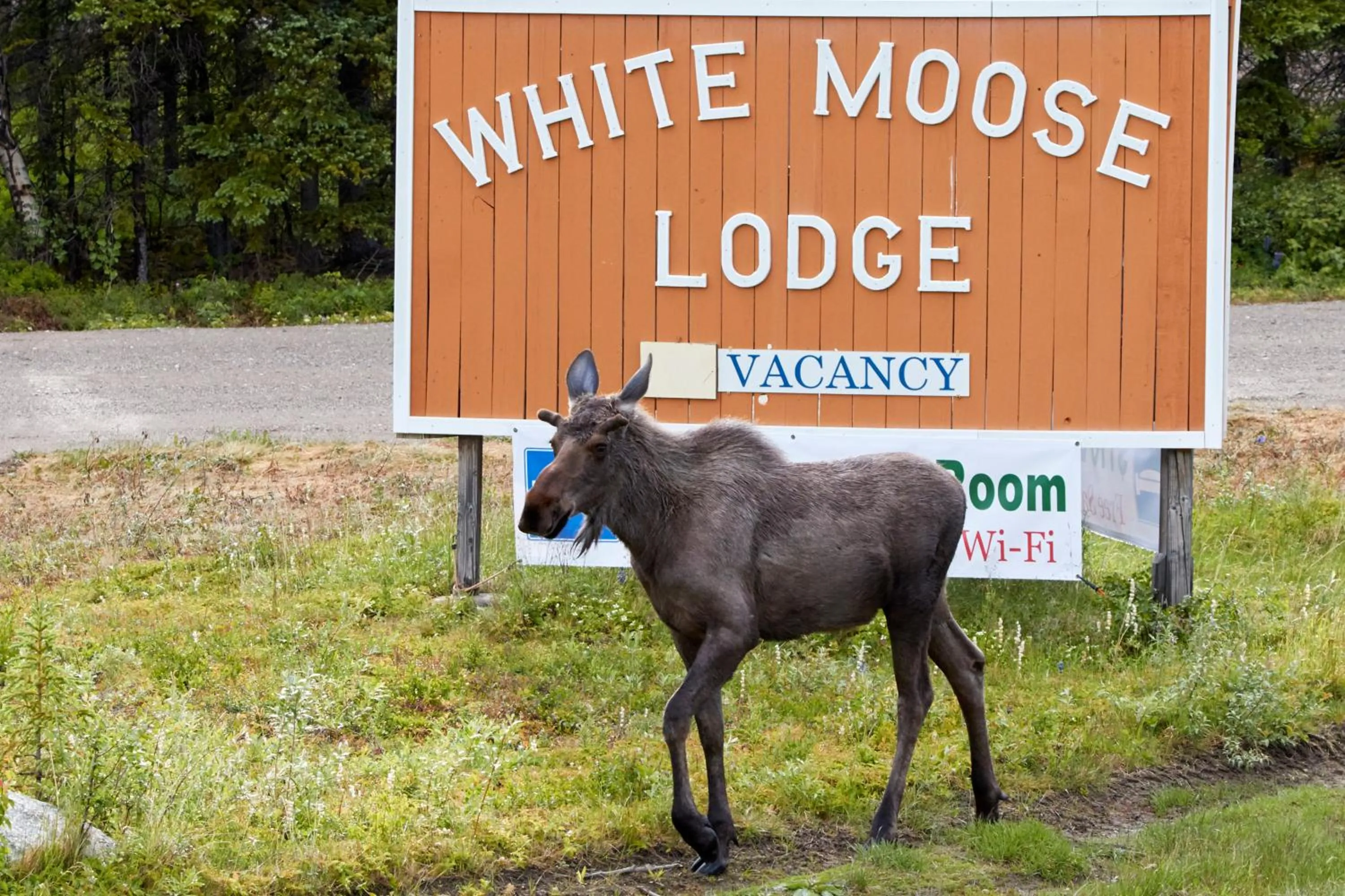 Animals in White Moose Lodge