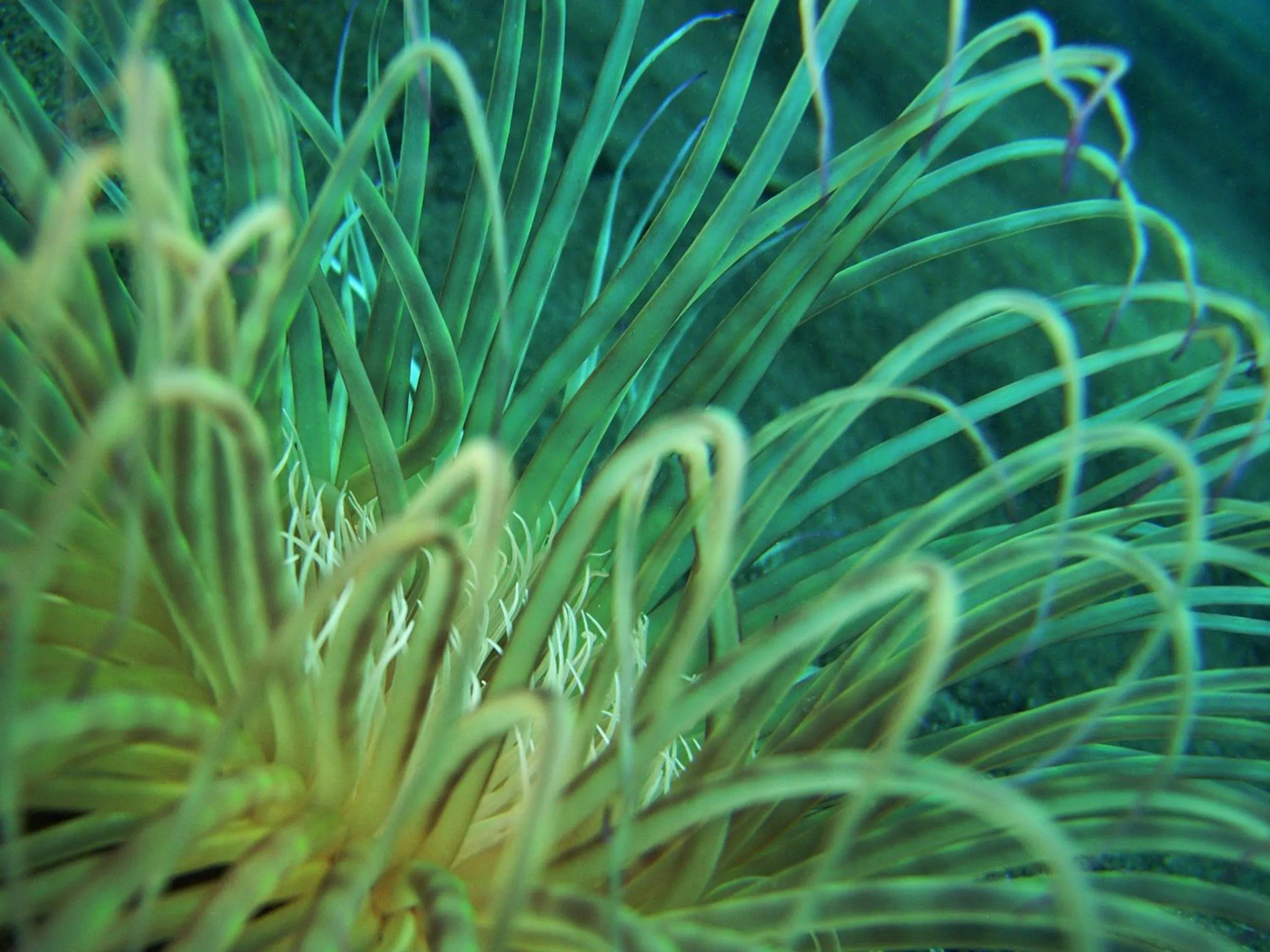 Diving in Nalika Beach Resort - Adults Only