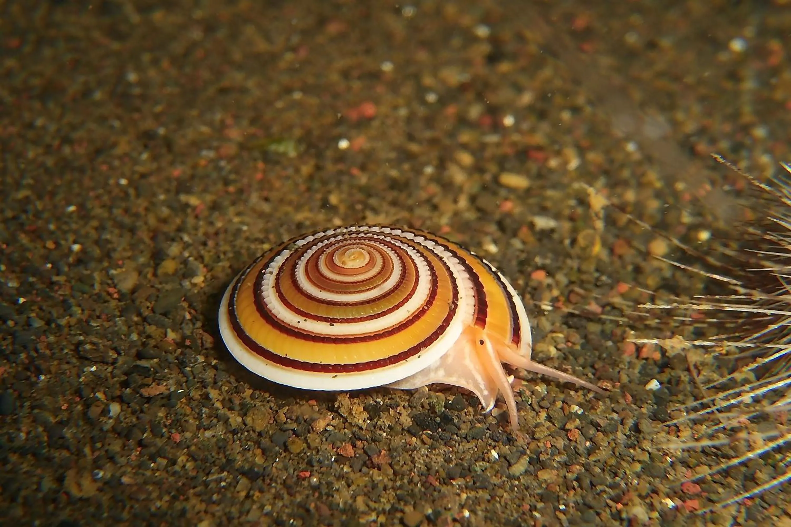 Diving in Nalika Beach Resort - Adults Only