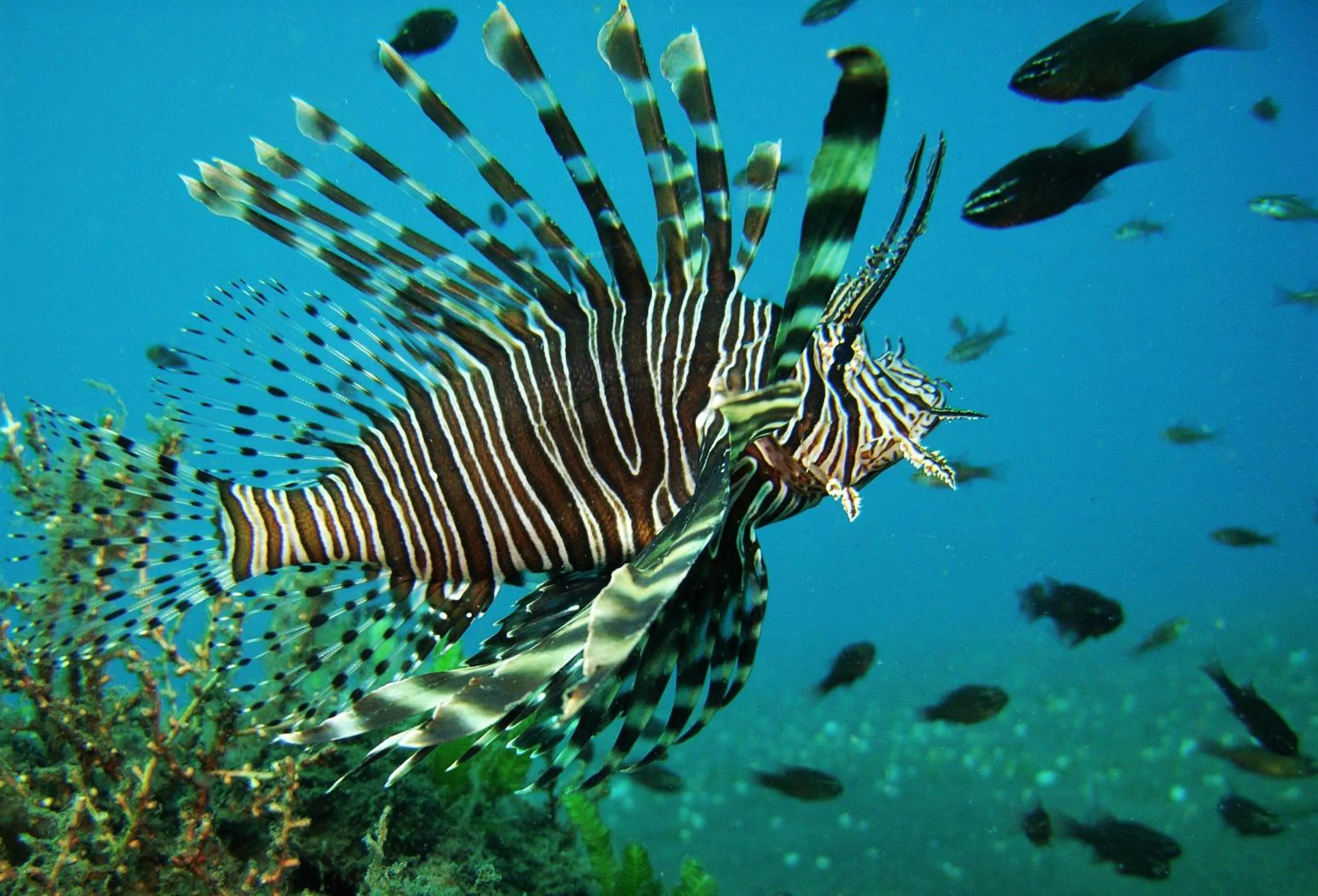 Diving in Nalika Beach Resort - Adults Only