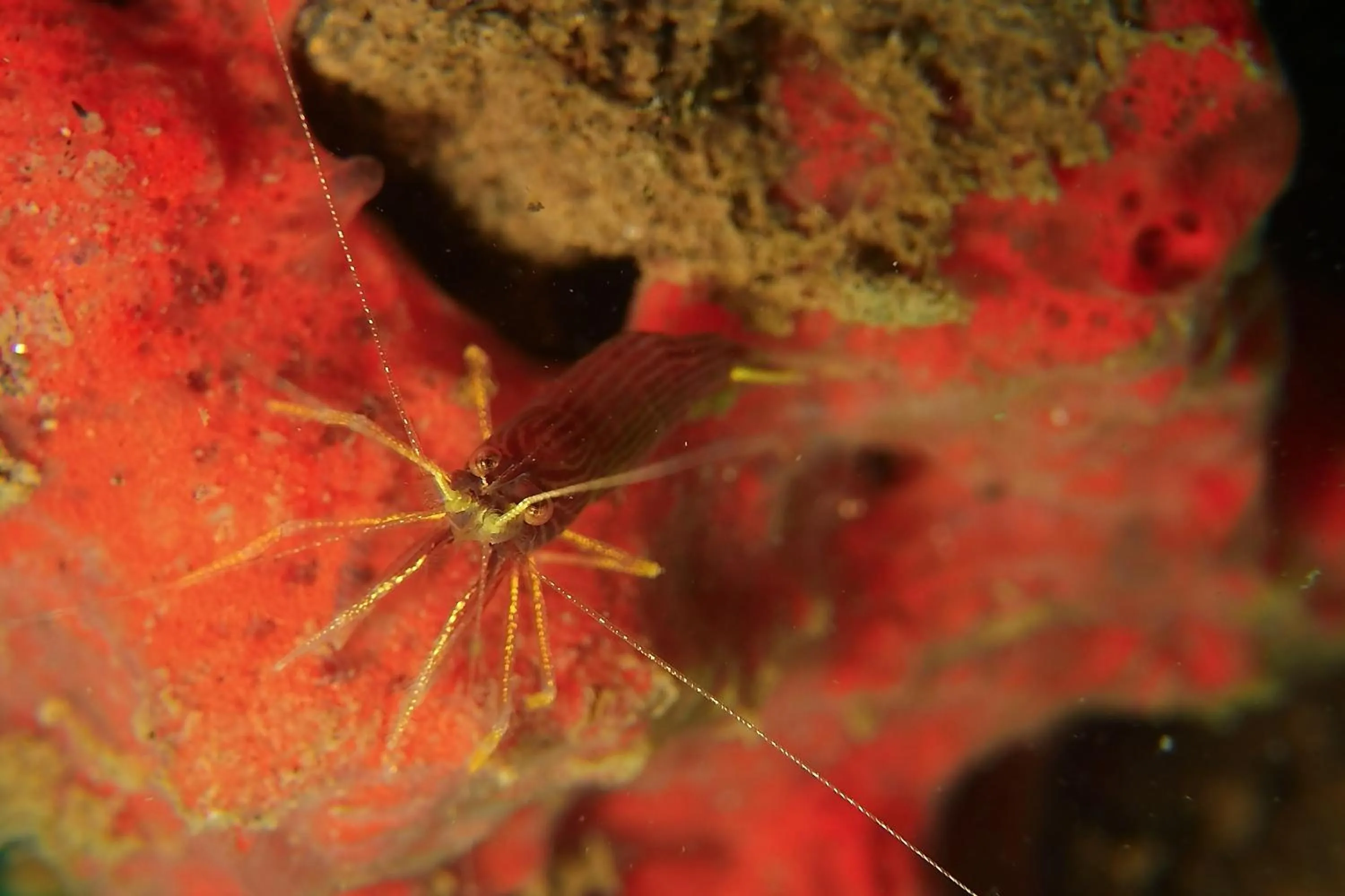 Diving in Nalika Beach Resort - Adults Only