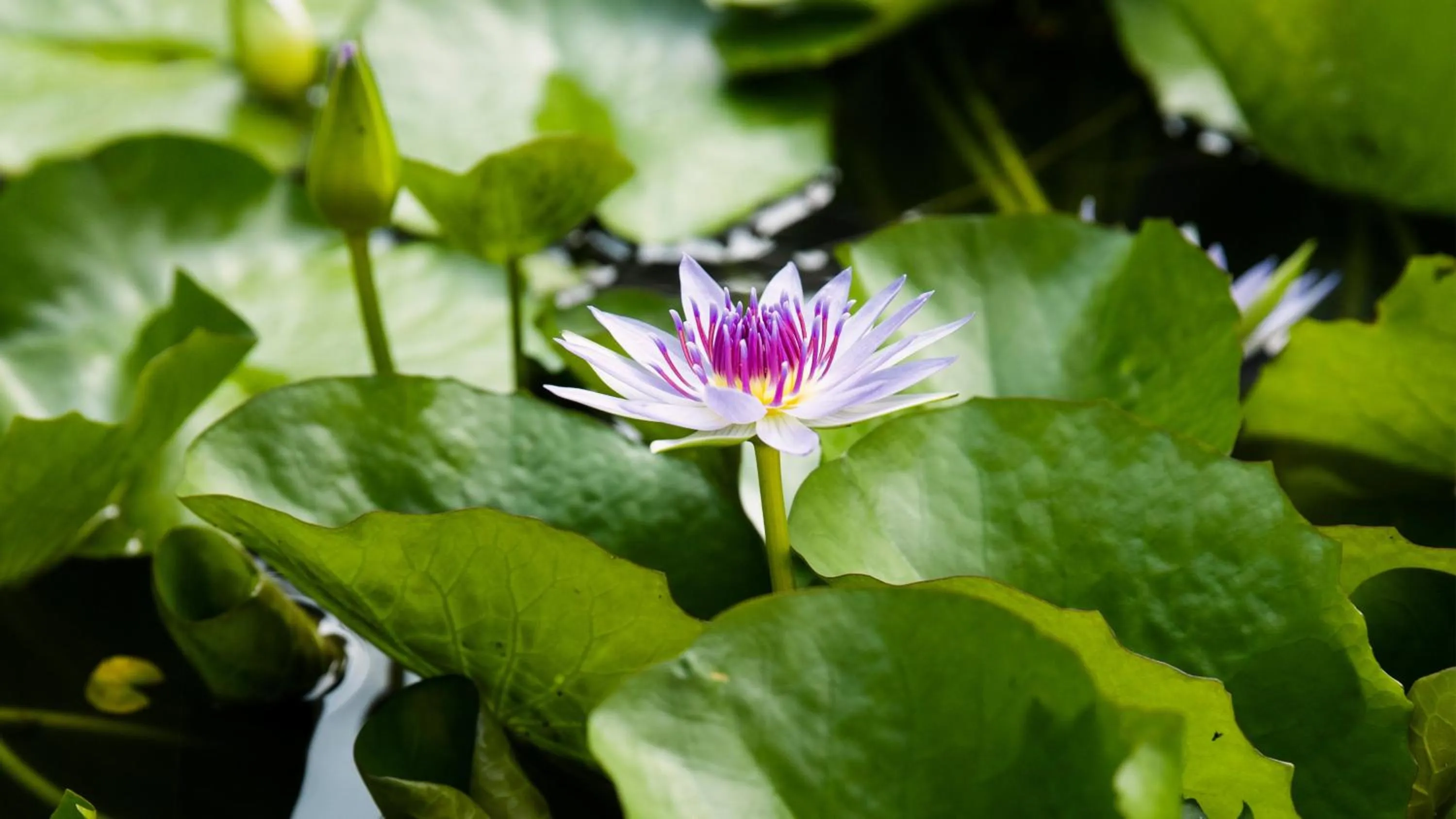 Spa and wellness centre/facilities in The Sireya Desaru Coast - Operated by Mandarin Oriental