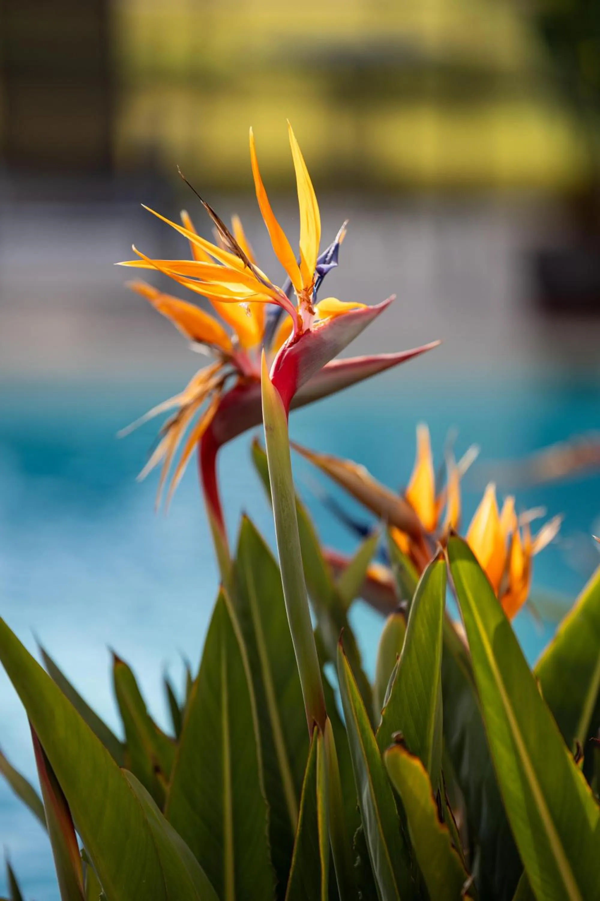 Garden in Hotel Boutique Hort de Nal