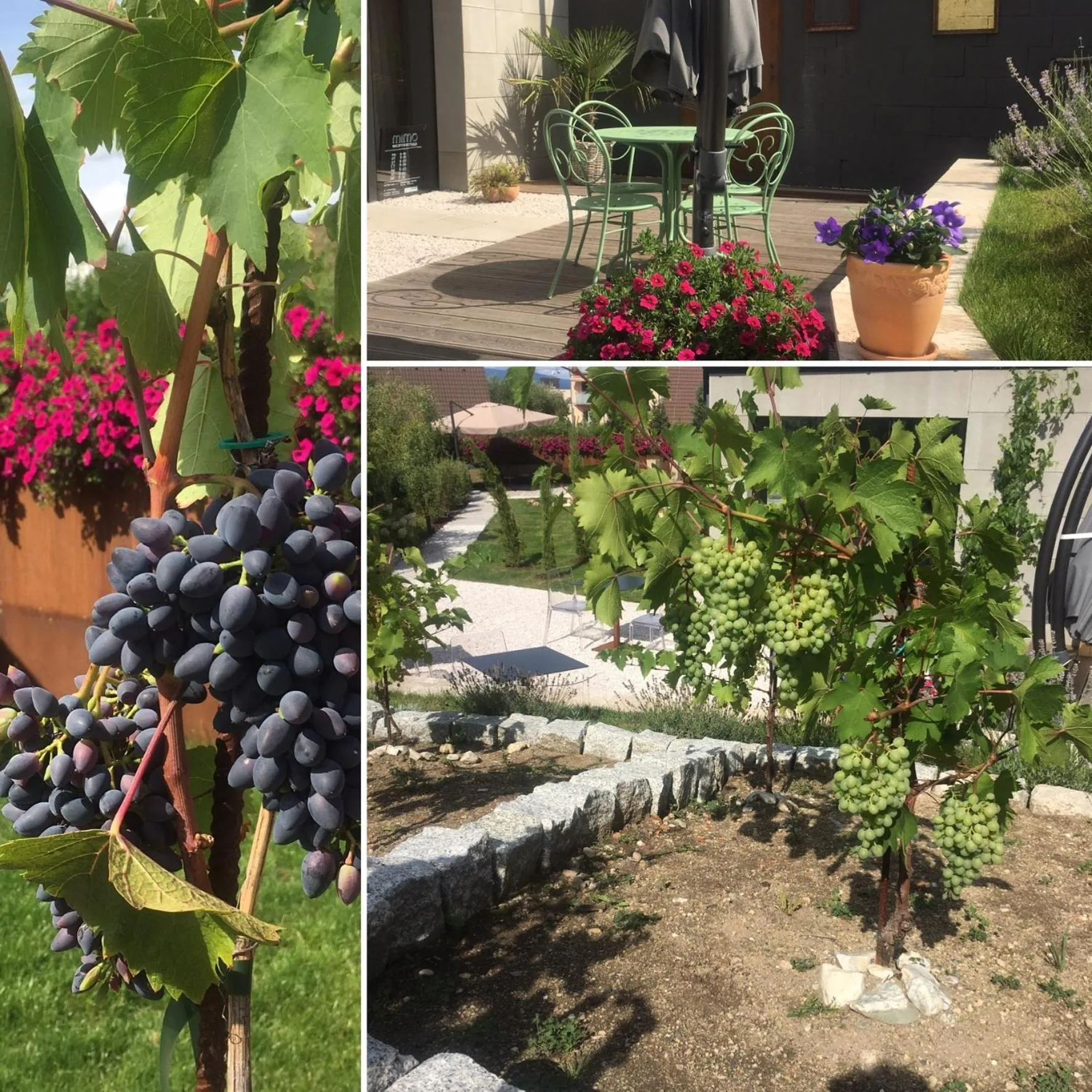 Garden in VILLA BRICOLA - Boutique Apartments