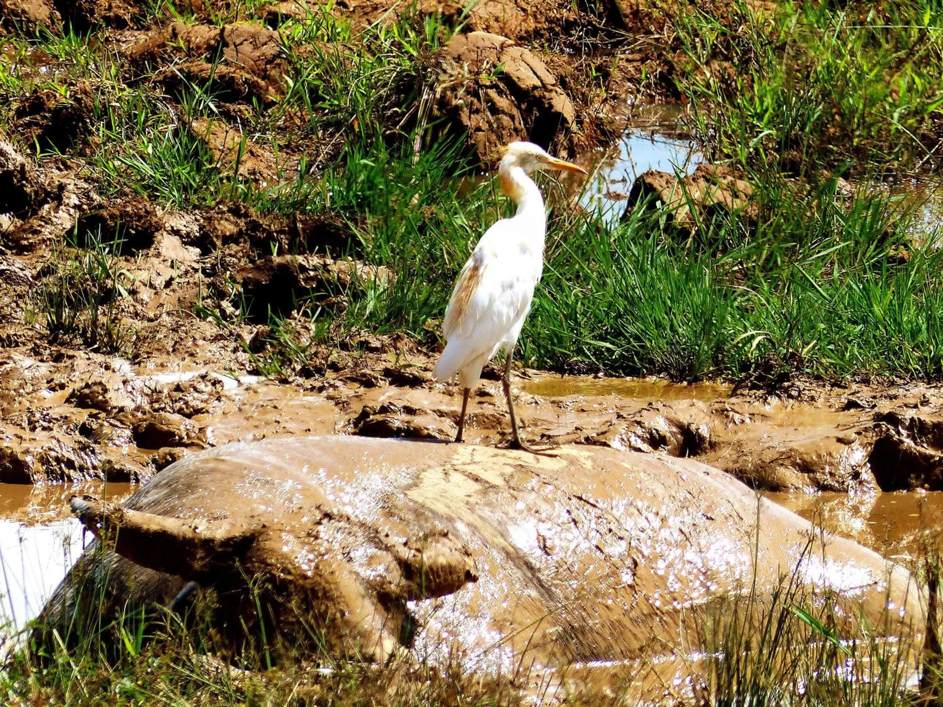 Animals in Toraja Torsina Hotel