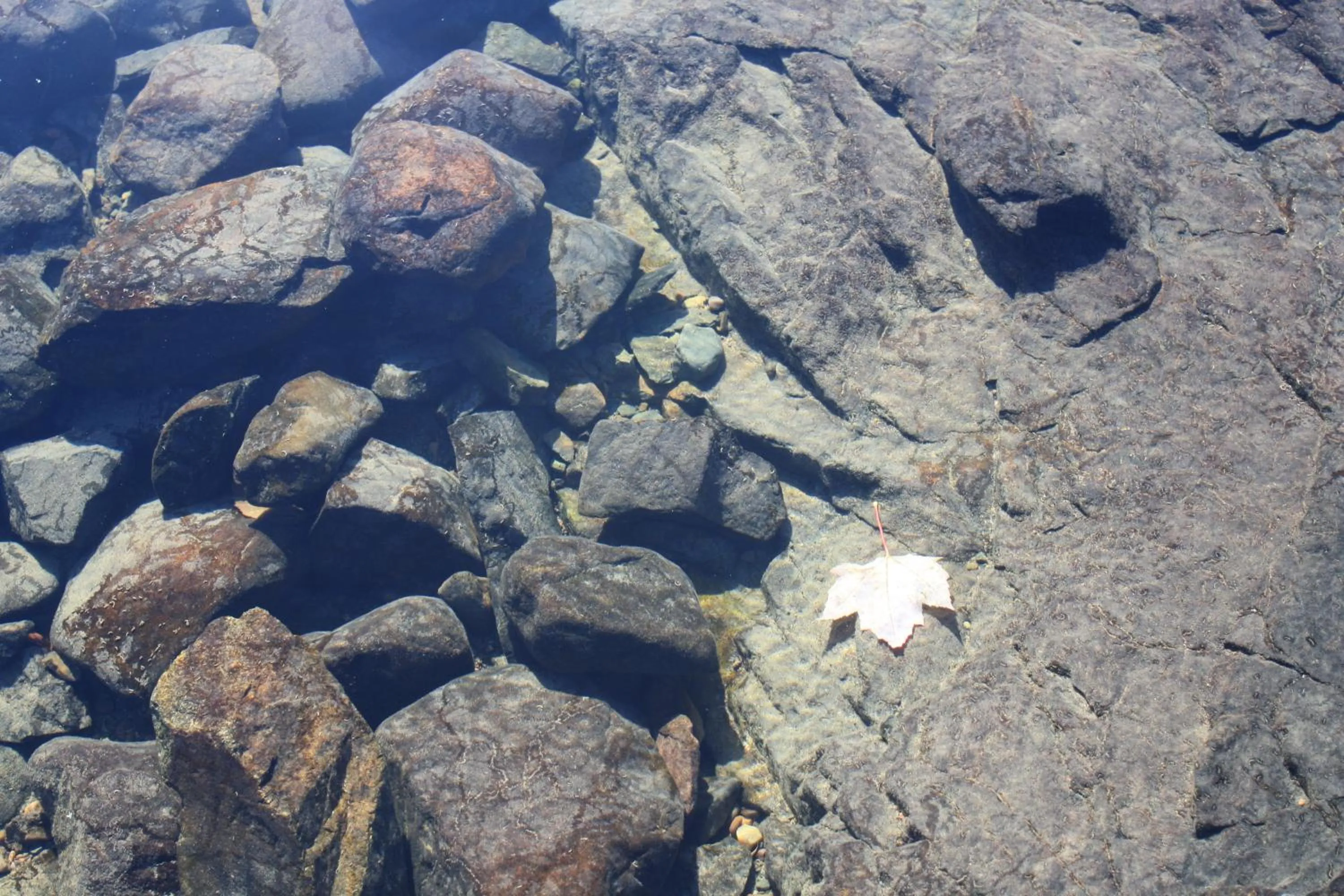 Natural landscape in Carolyn Beach Inn