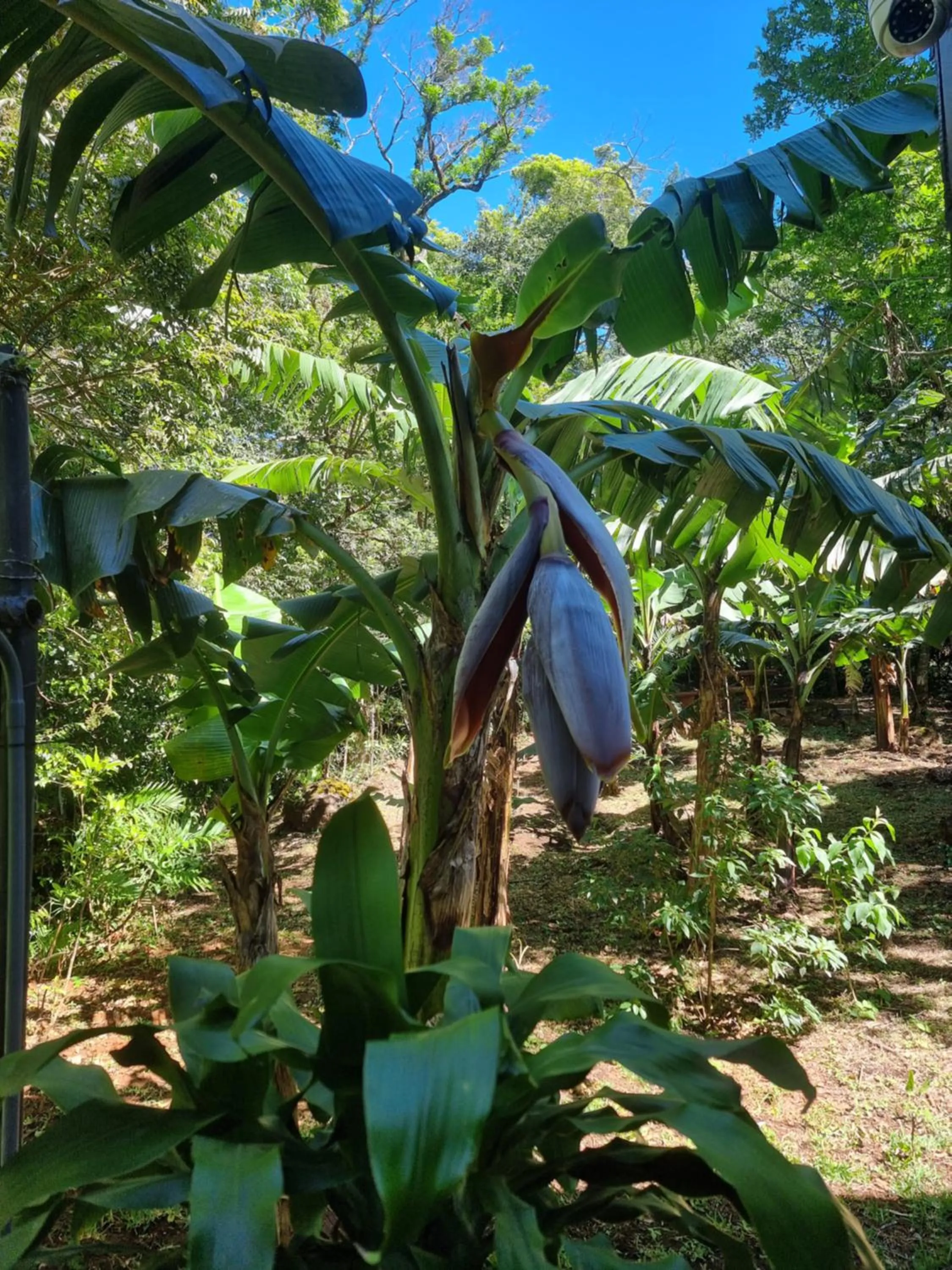Natural landscape in Calathea Hotel Monteverde