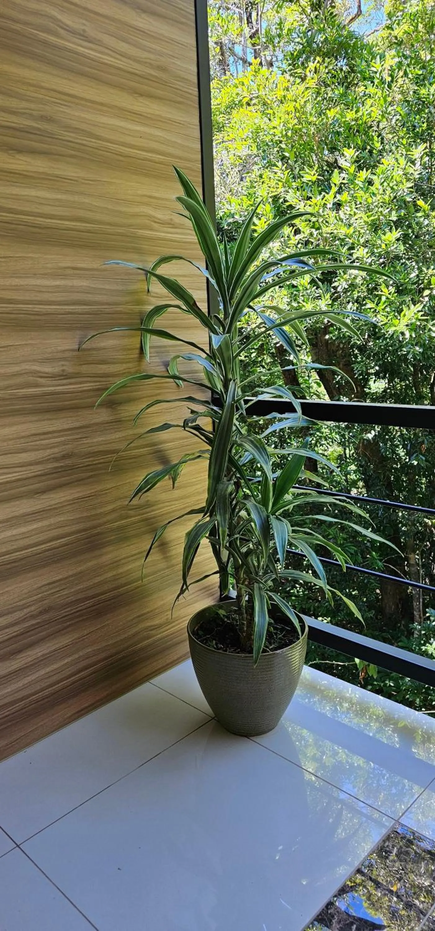 Balcony/Terrace in Calathea Hotel Monteverde