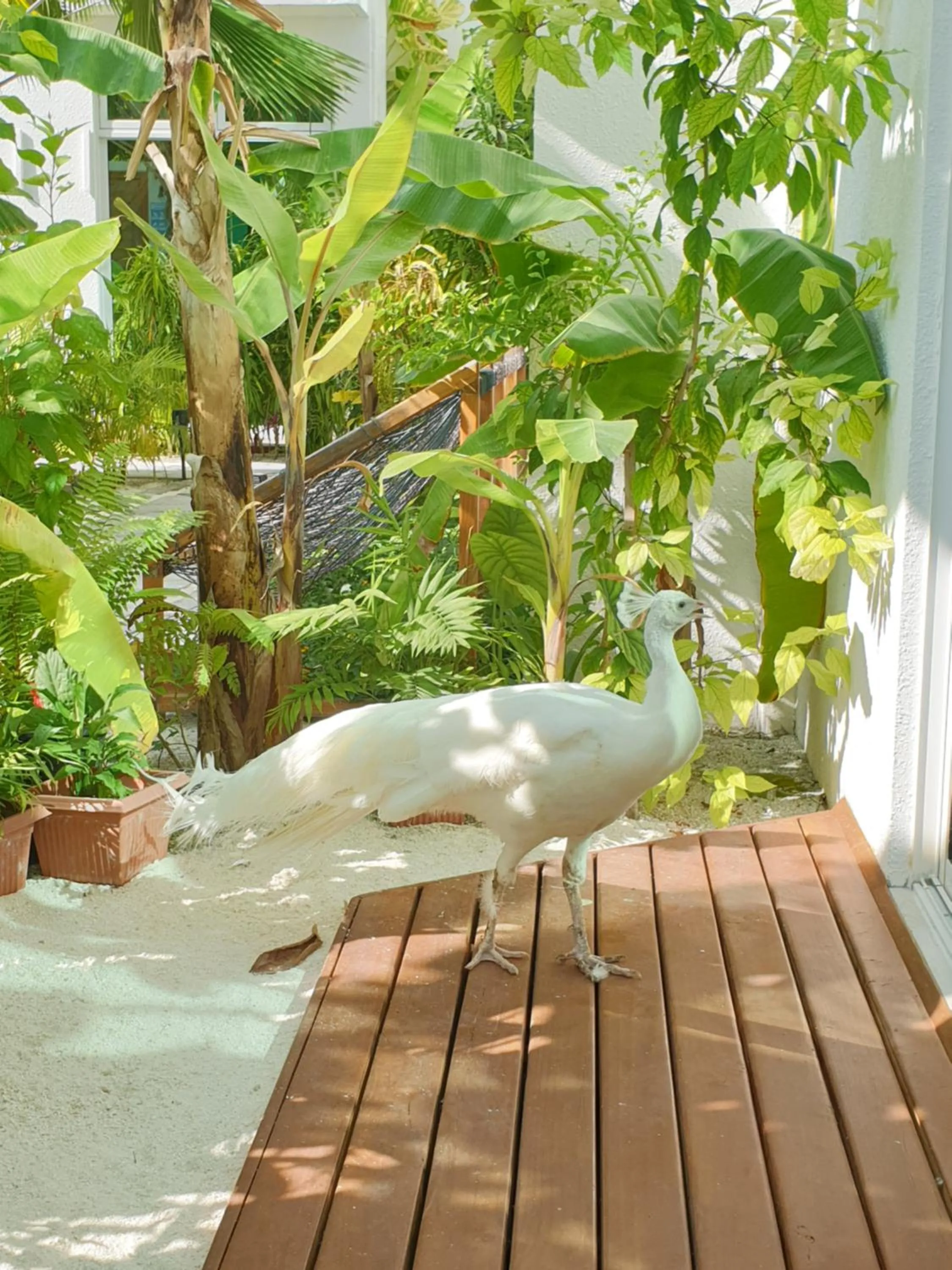 Pets in PERLA Dhangethi