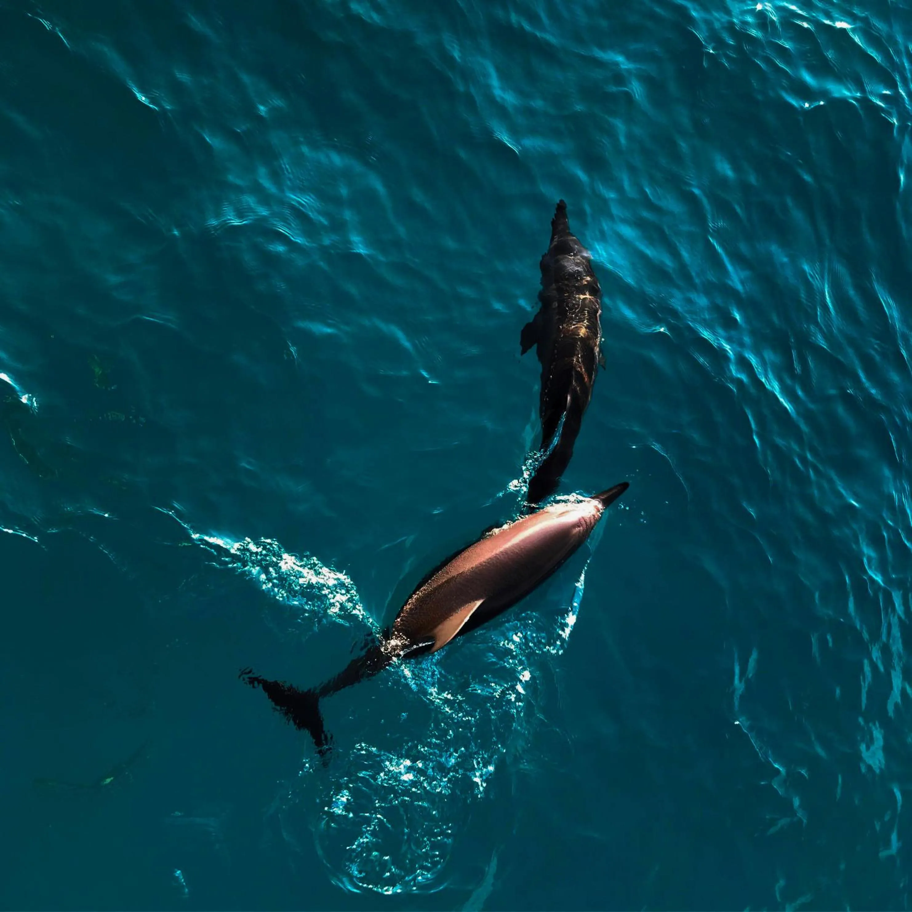 Activities in PERLA Dhangethi