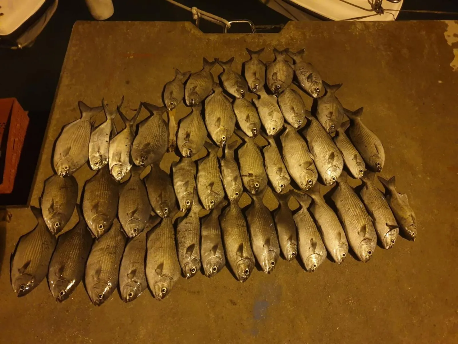 Fishing in PERLA Dhangethi